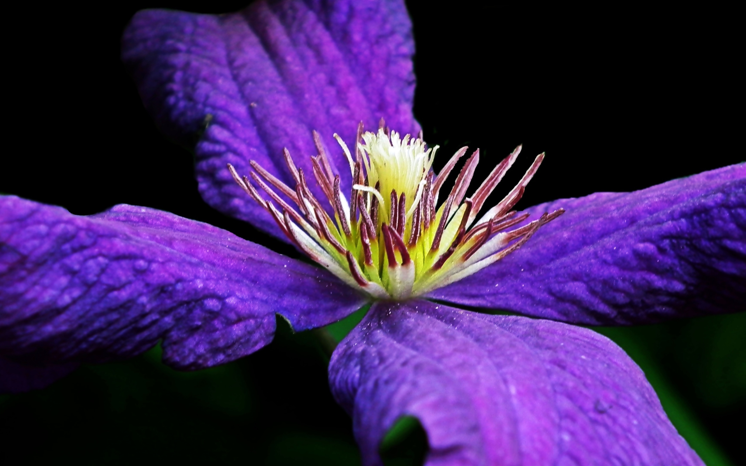 Крупный цветок клематиса на черном фоне