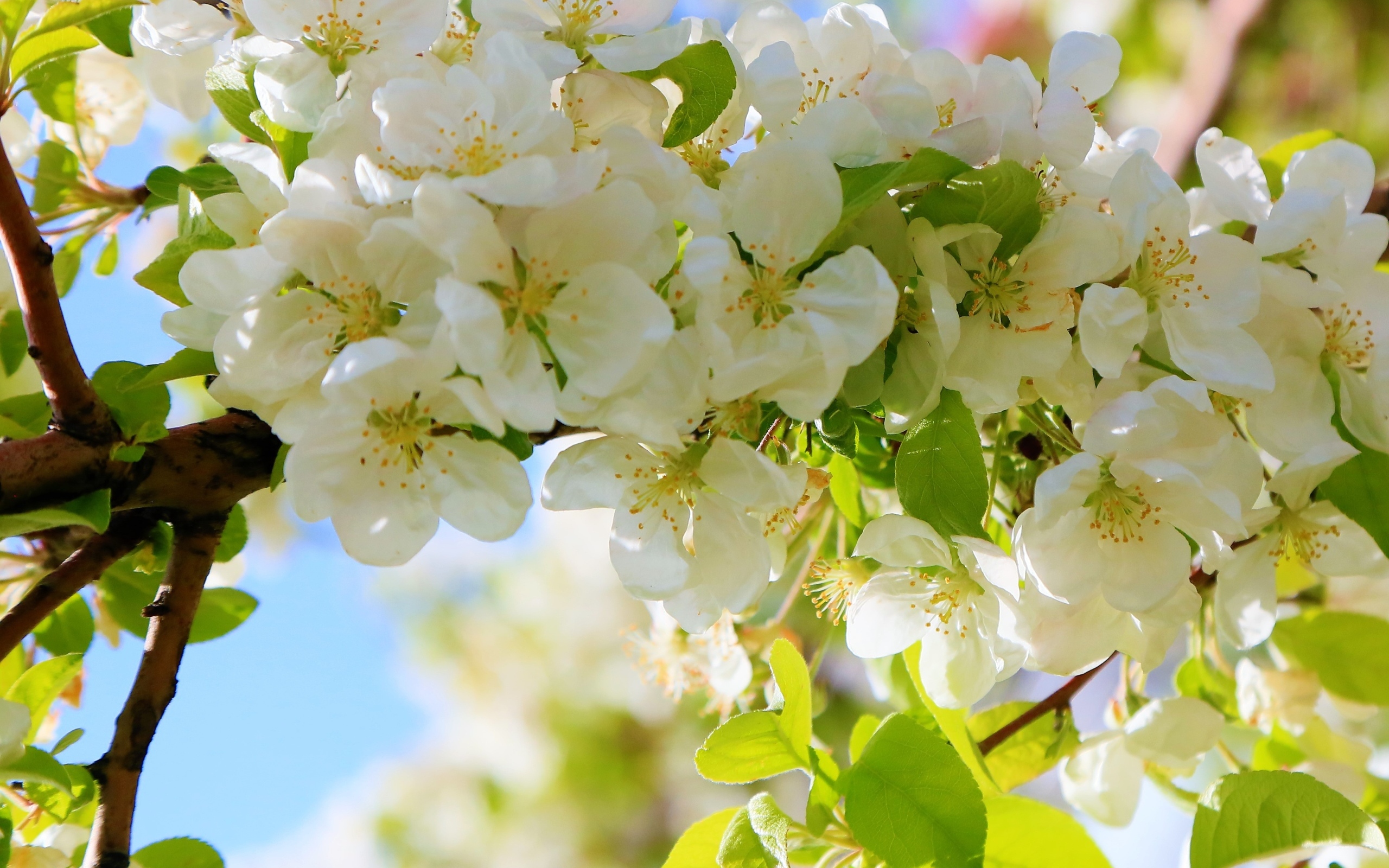 Пышная цветущая ветка яблони