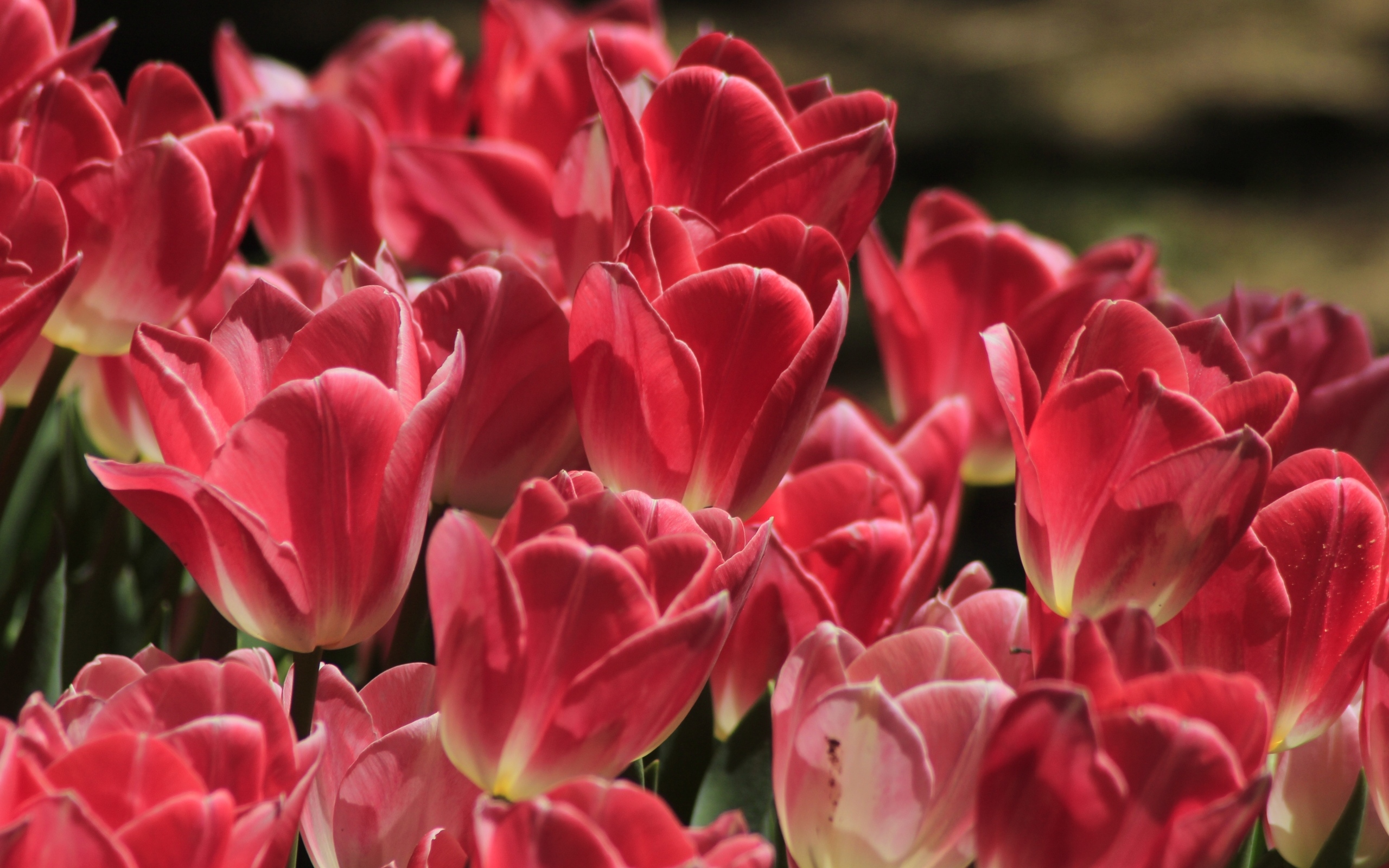 Много ярких розовых тюльпанов крупным планом