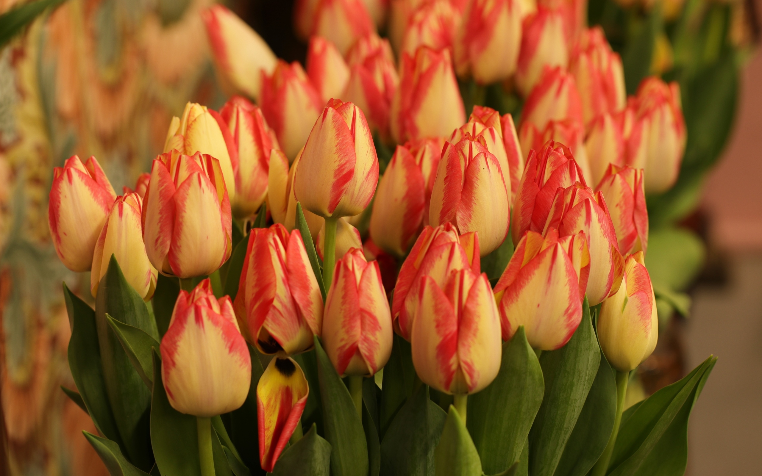 Много оранжевых тюльпанов крупным планом