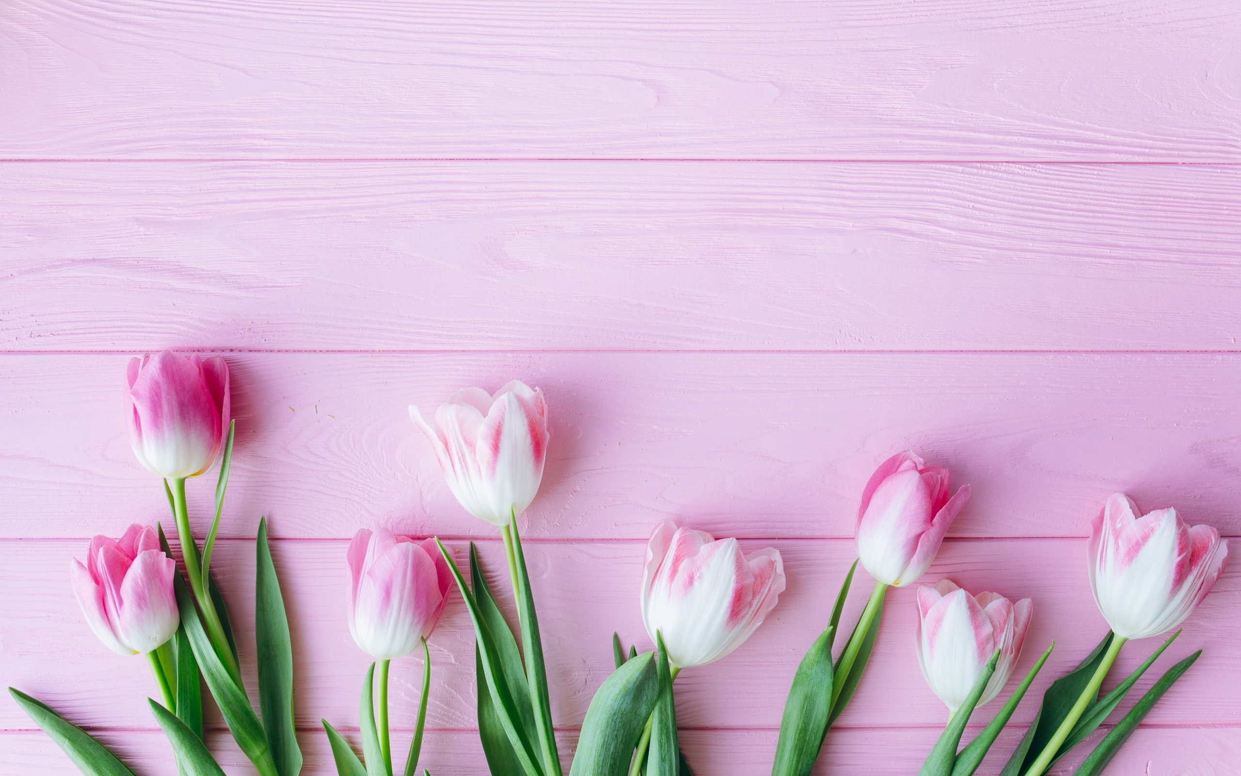 Много тюльпанов на розовом фоне