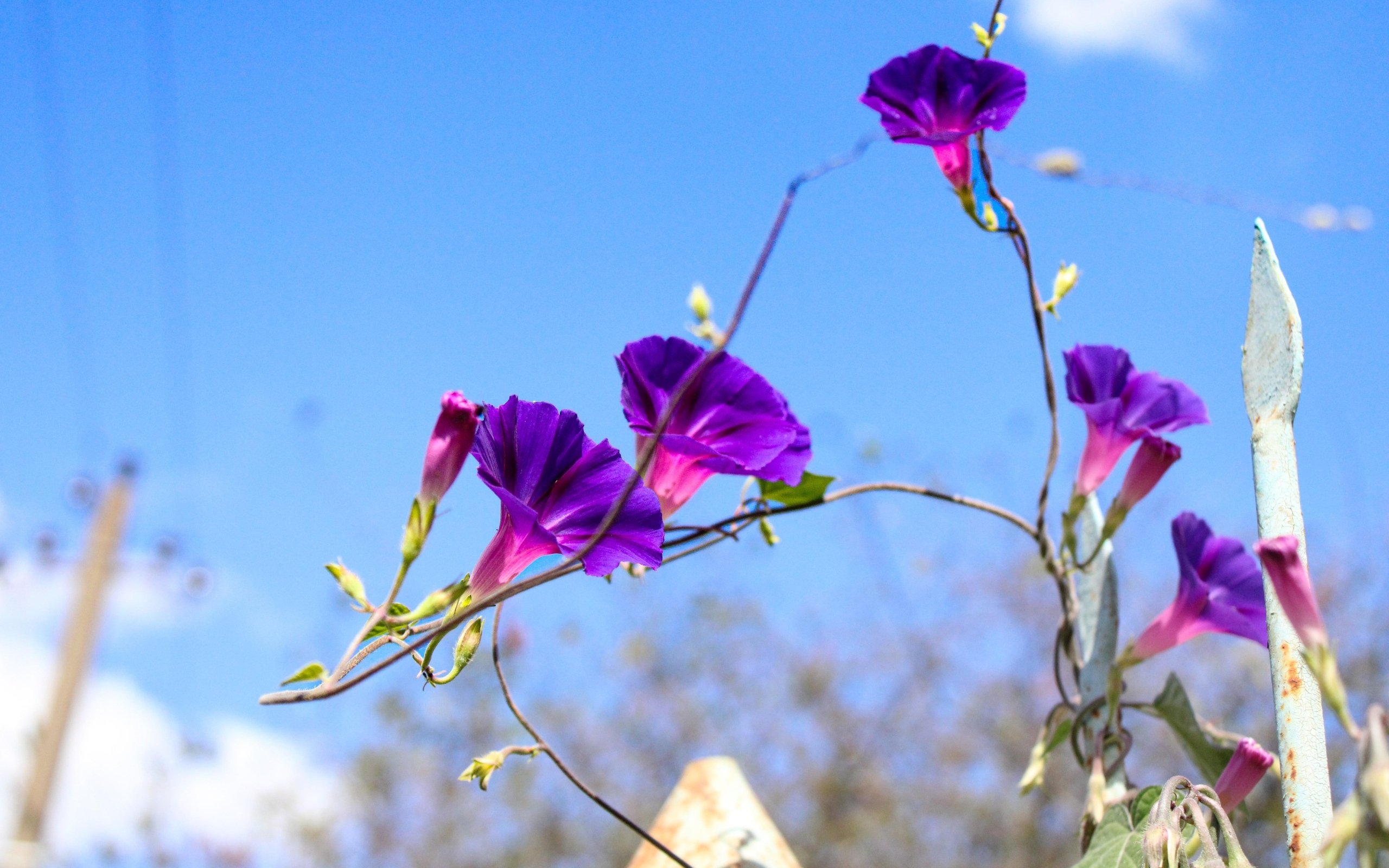 Цветы ипомея на фоне голубого неба