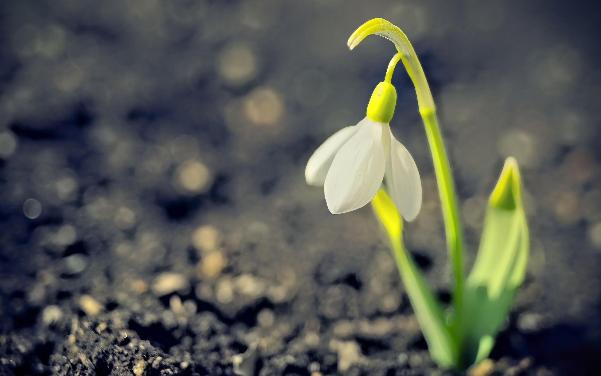 Один белый весенний подснежник на черной земле