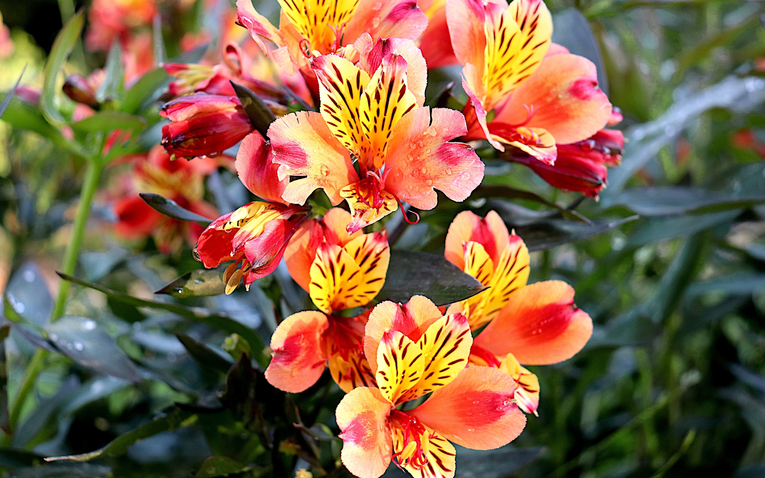 Оранжевые цветы альстромерия крупным планом