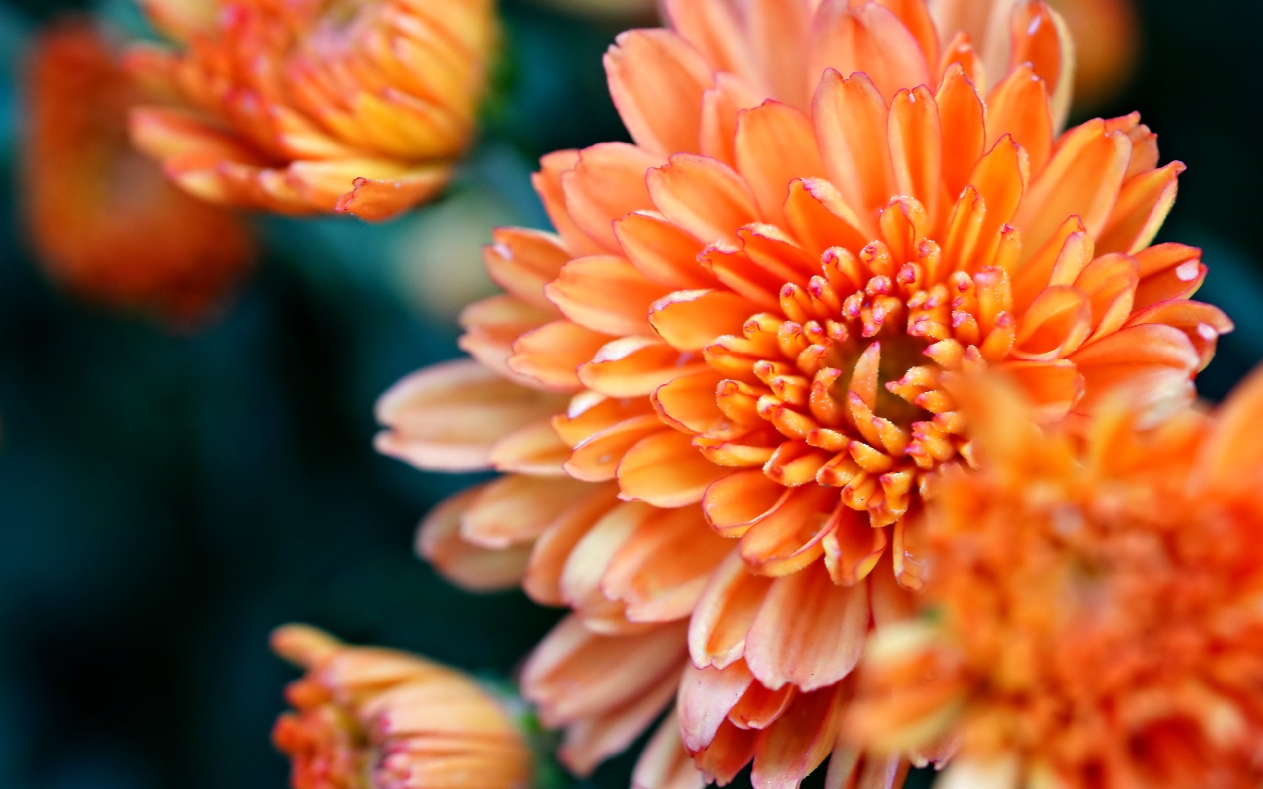 Оранжевые хризантемы на ветке крупным планом