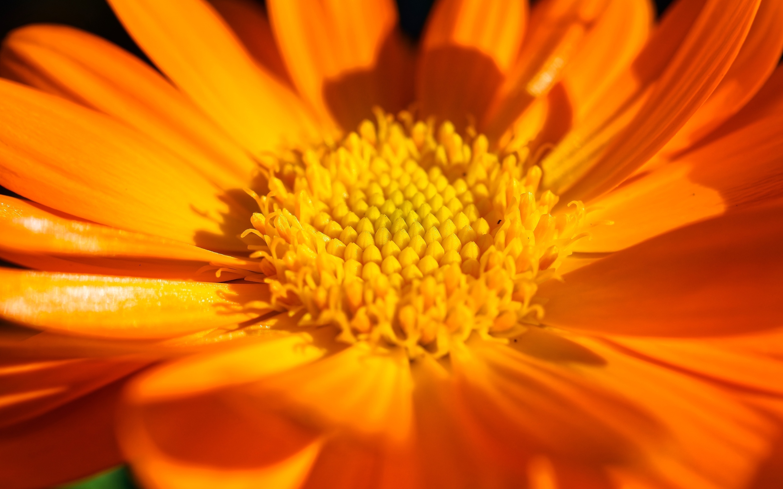 Оранжевый цветок георгина крупным планом