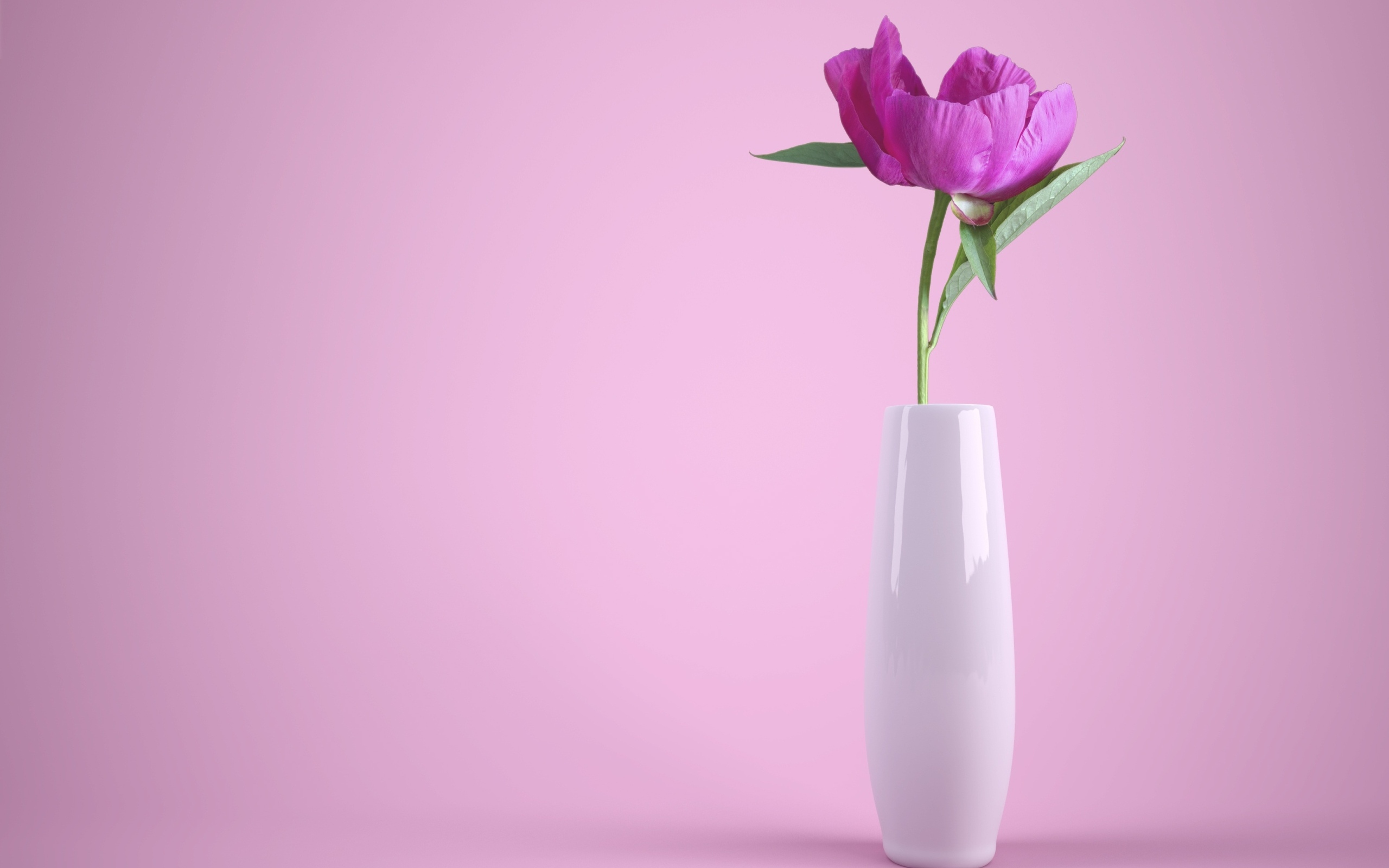 Цветок пиона в белой вазе на сиреневом фоне