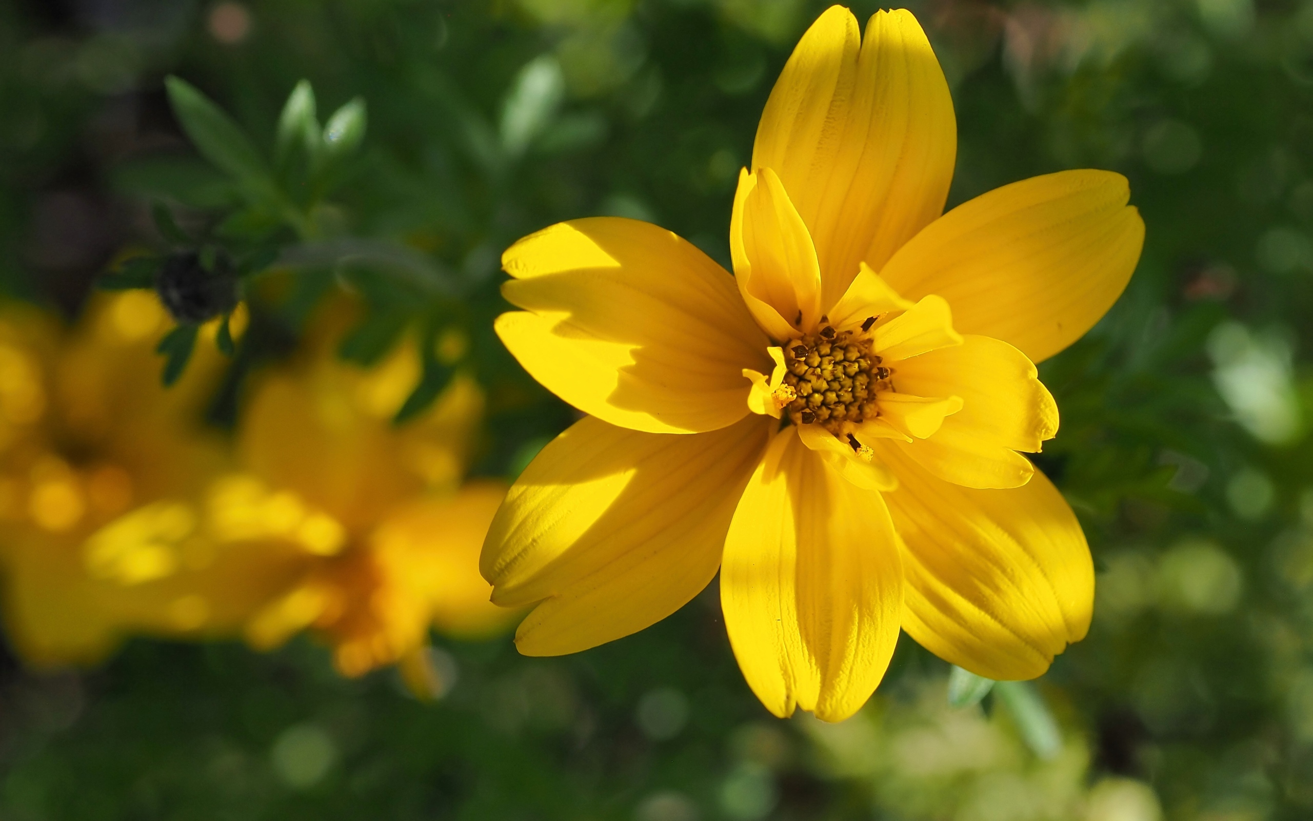 Многолетний желтый цветок хризантемы