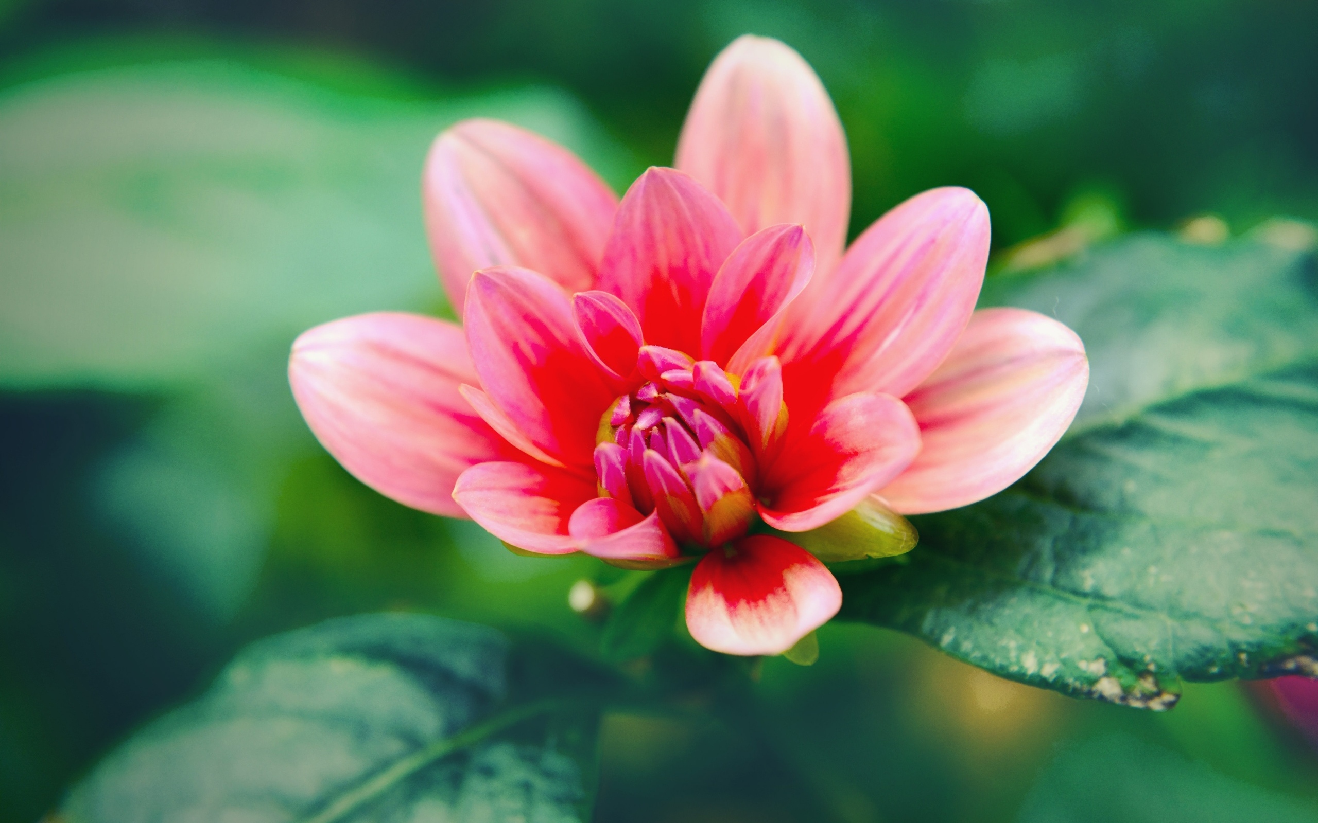 Розовый распускающийся цветок георгина с зелеными листьями