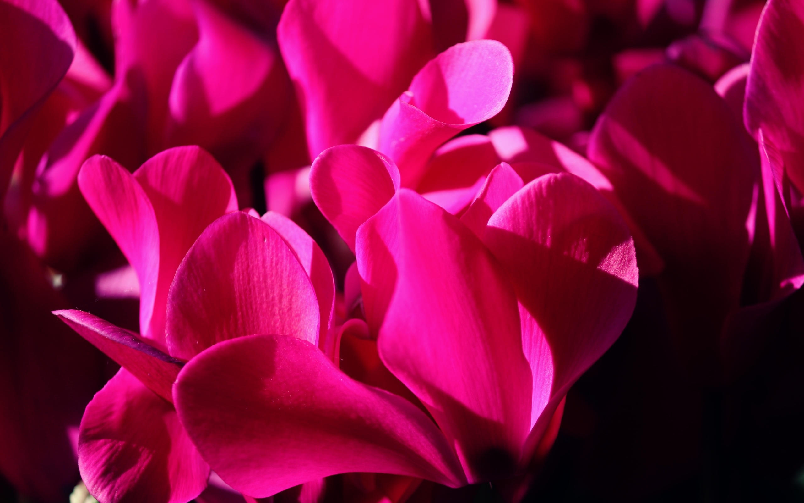 Розовые цветы цикламена крупным планом