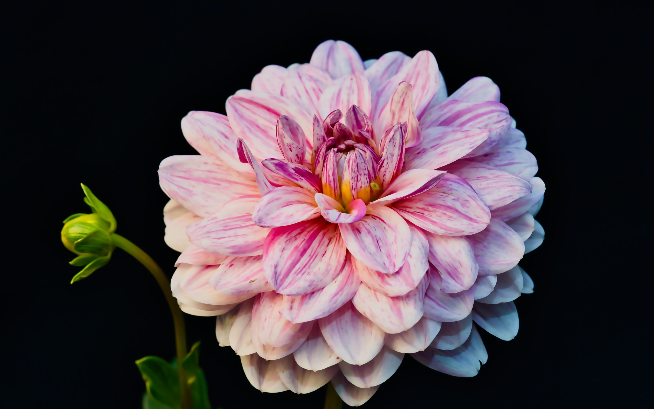 Розовый цветок георгина с бутоном на черном фоне