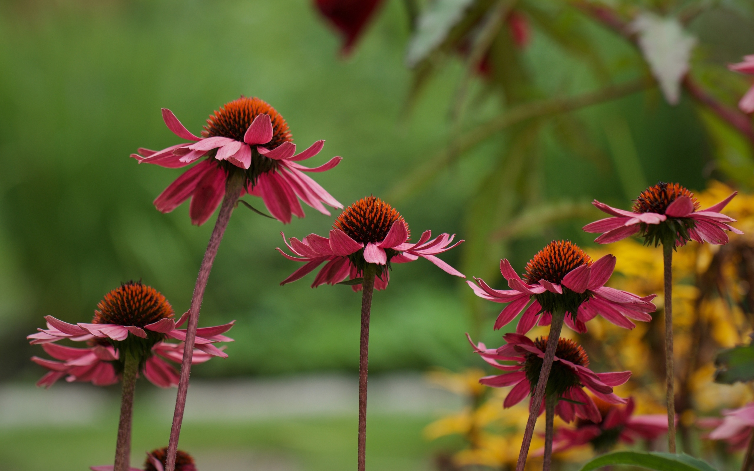 Розовые цветы эхинацея на клумбе