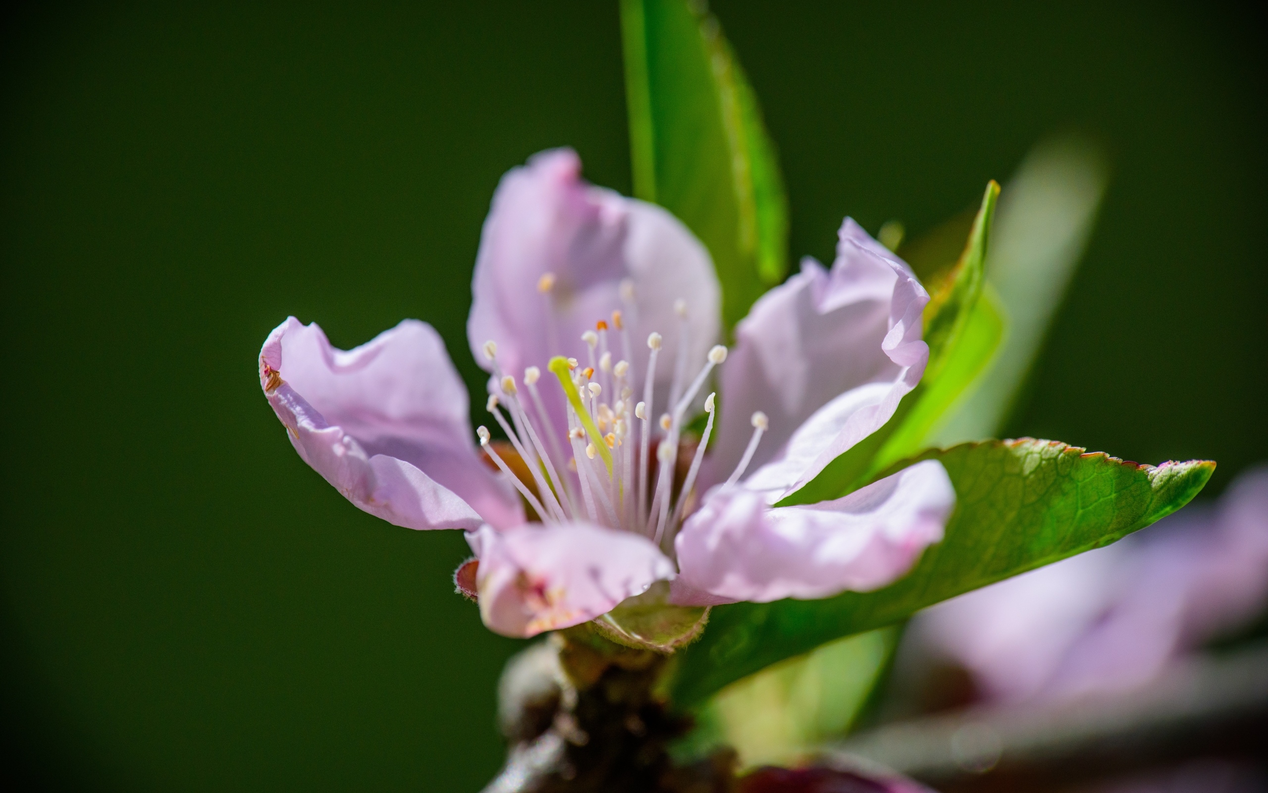 Розовый цветок на ветке дерева весной с зелеными листьями
