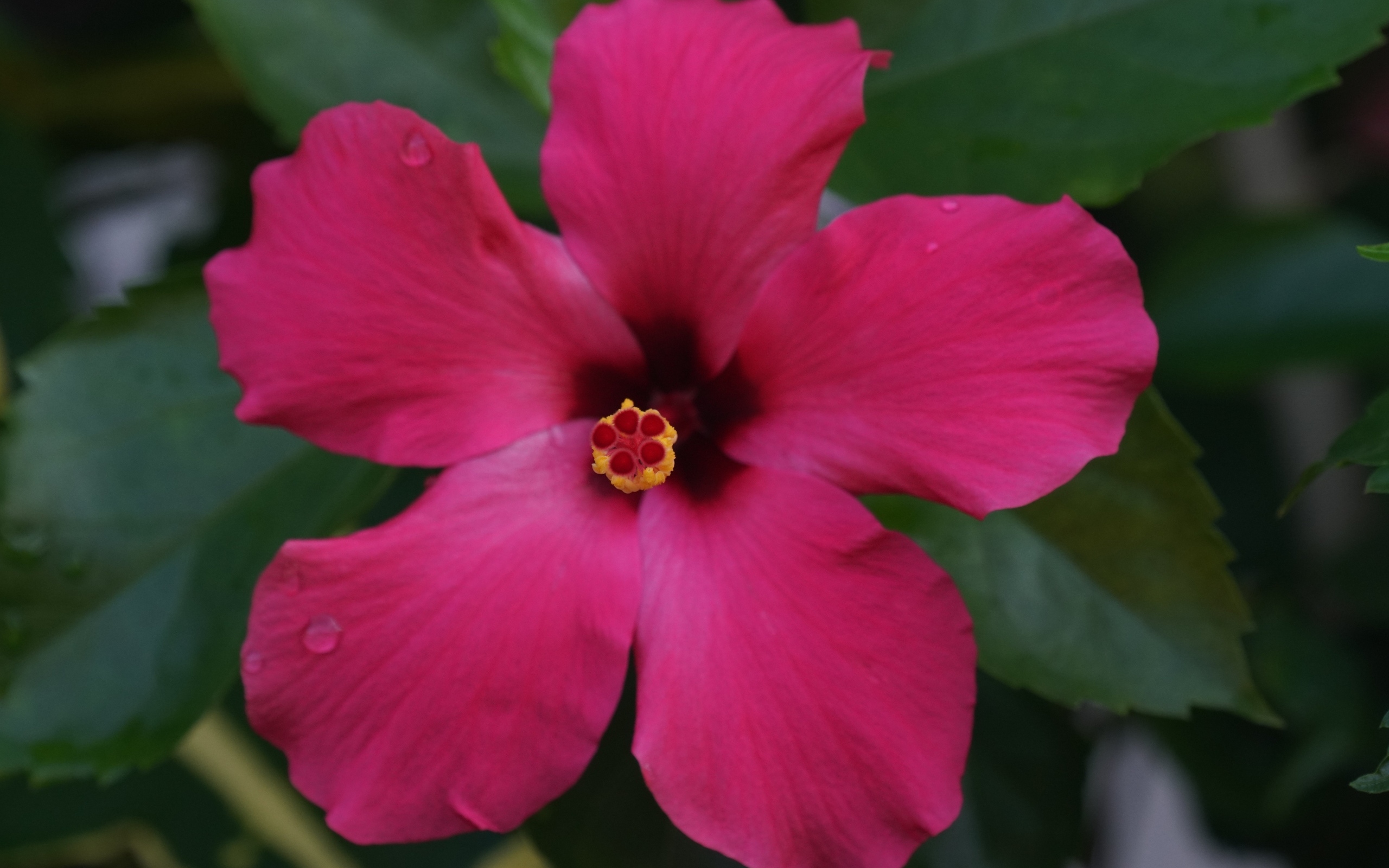 Розовый гибискус вид сверху