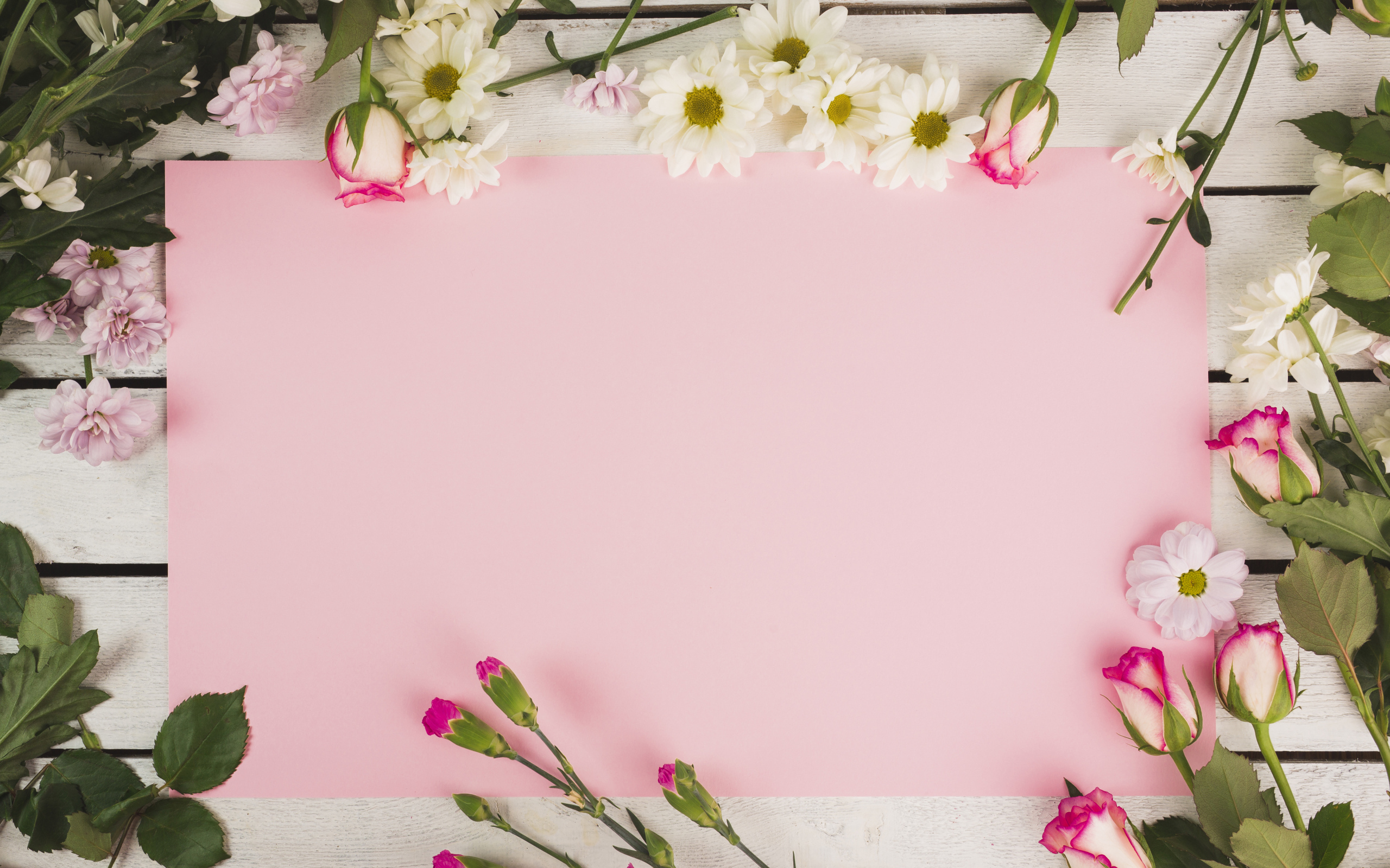 Розовый лист бумаги для открытки с цветами хризантемы