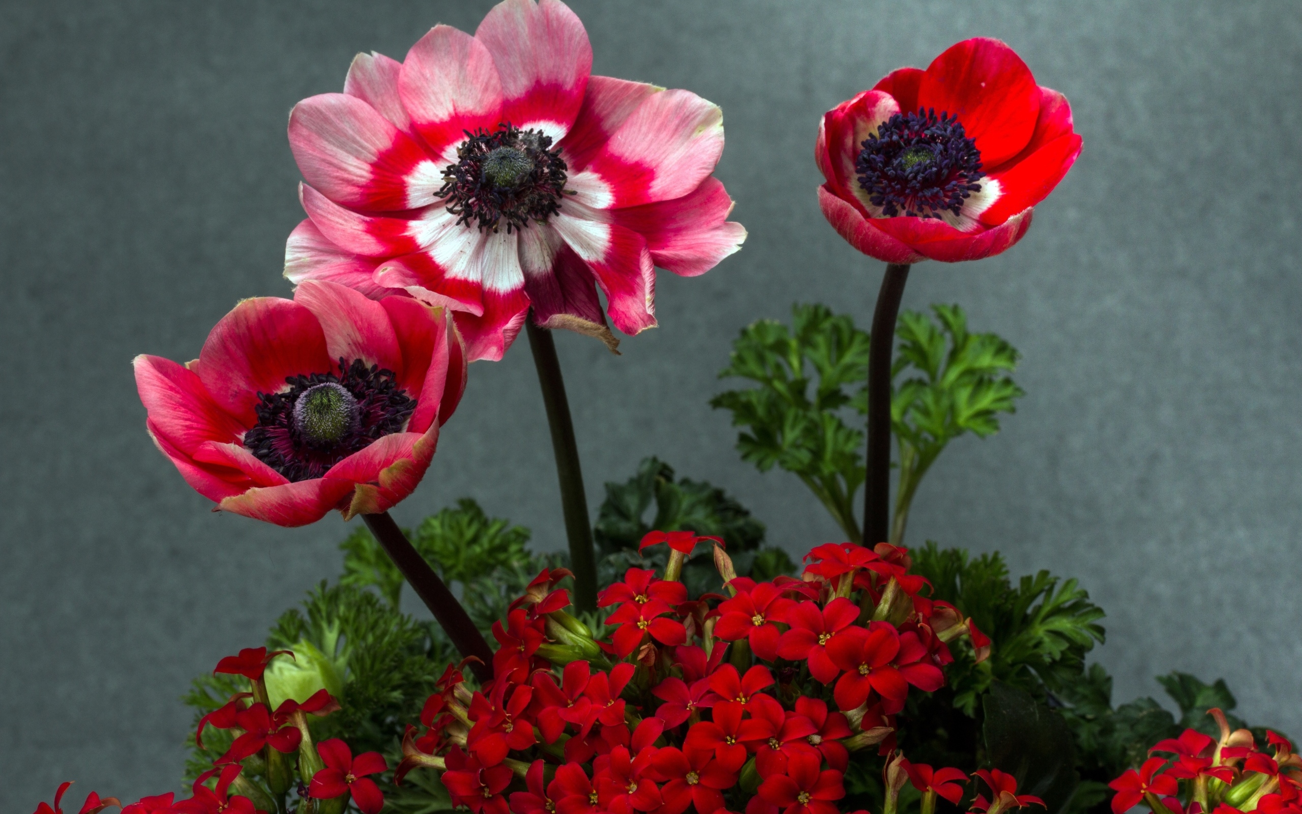 Розовые маки с цветами герани