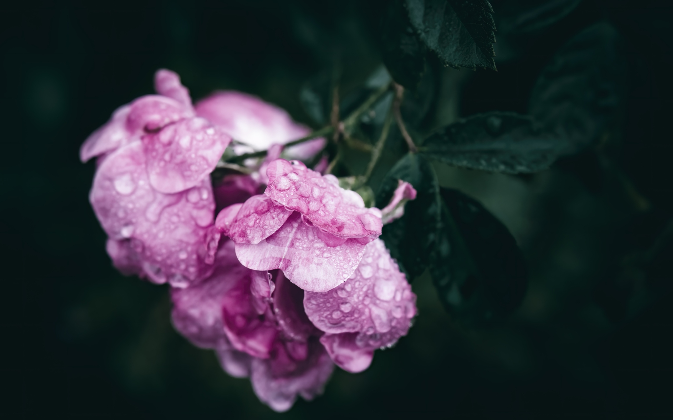 Розовая роза в каплях росы крупным планом