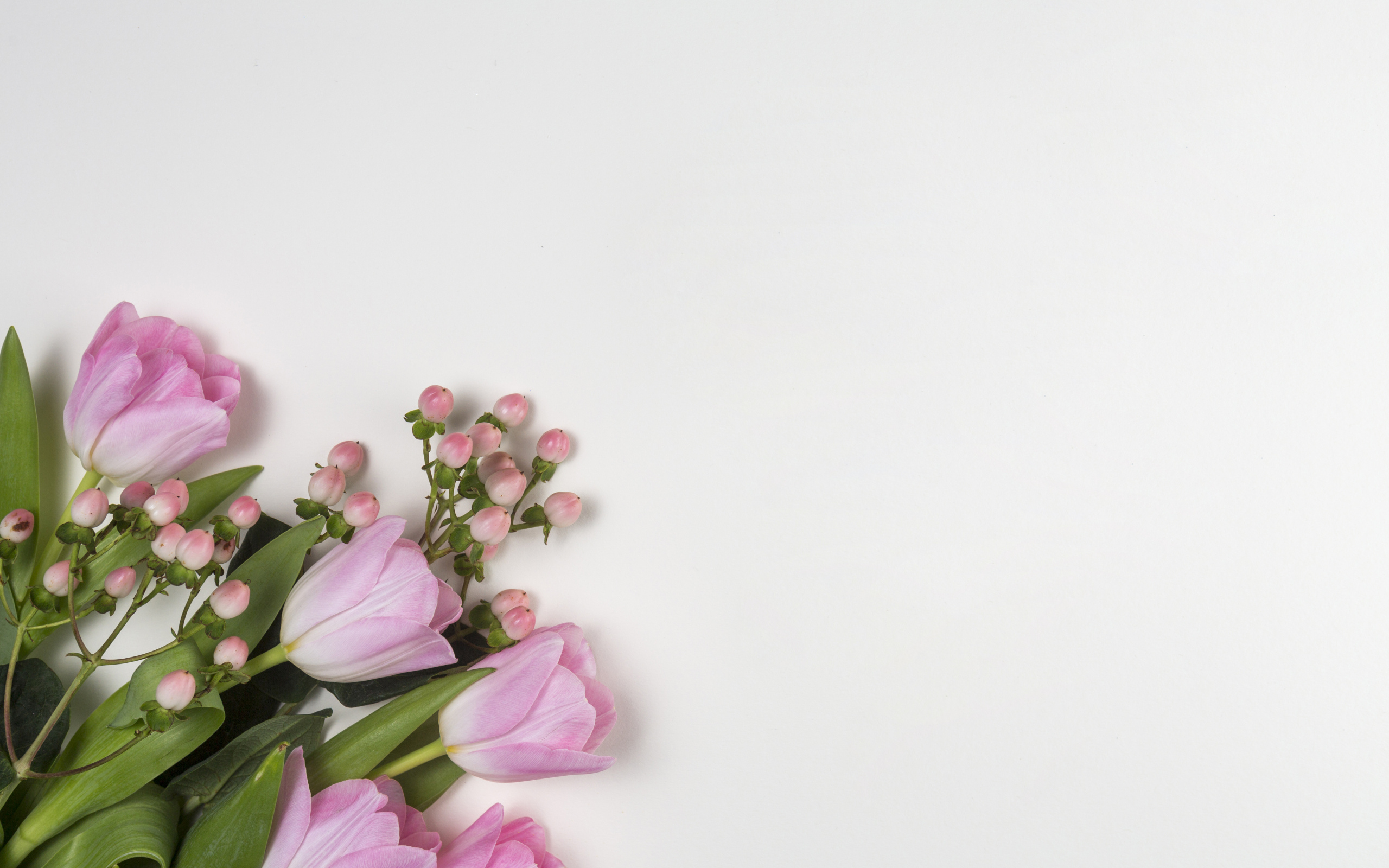 Розовые тюльпаны на сером фоне, шаблон для открытки