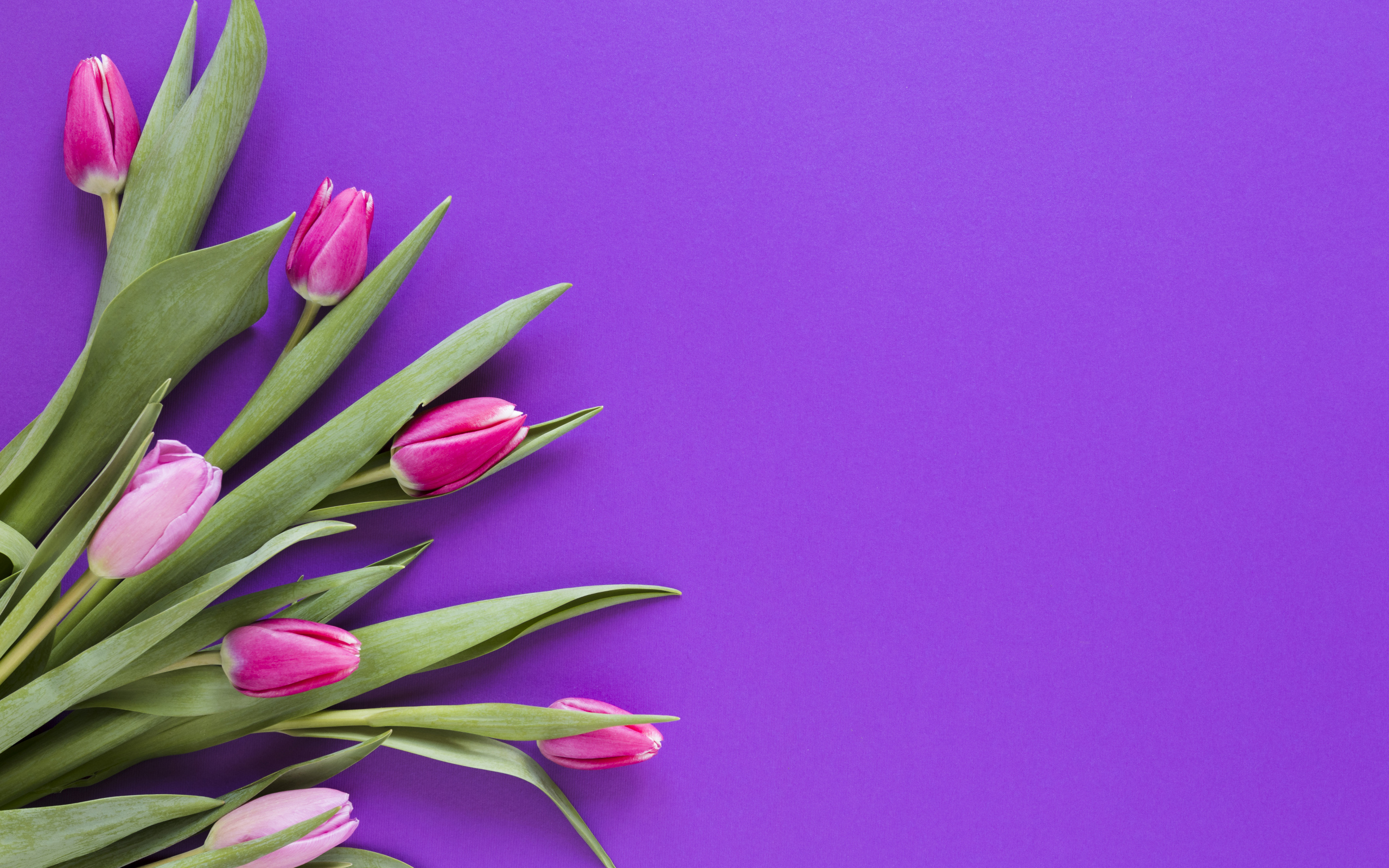 Розовые тюльпаны на сиреневом фоне, шаблон 