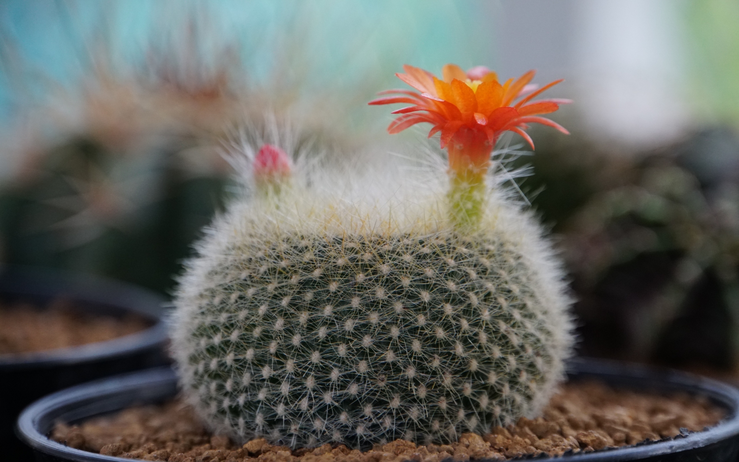 Колючий кактус в горшке с цветами
