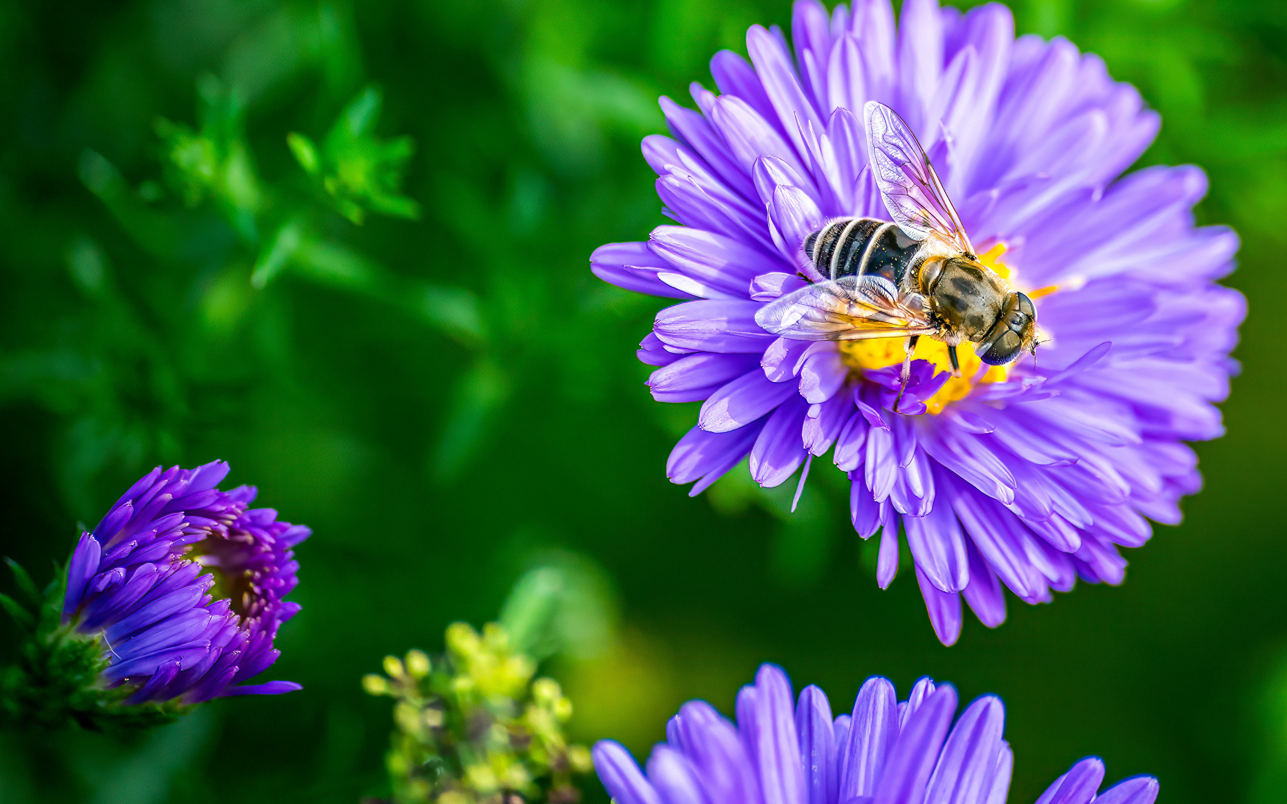 Фиолетовые садовые астры с пчелой