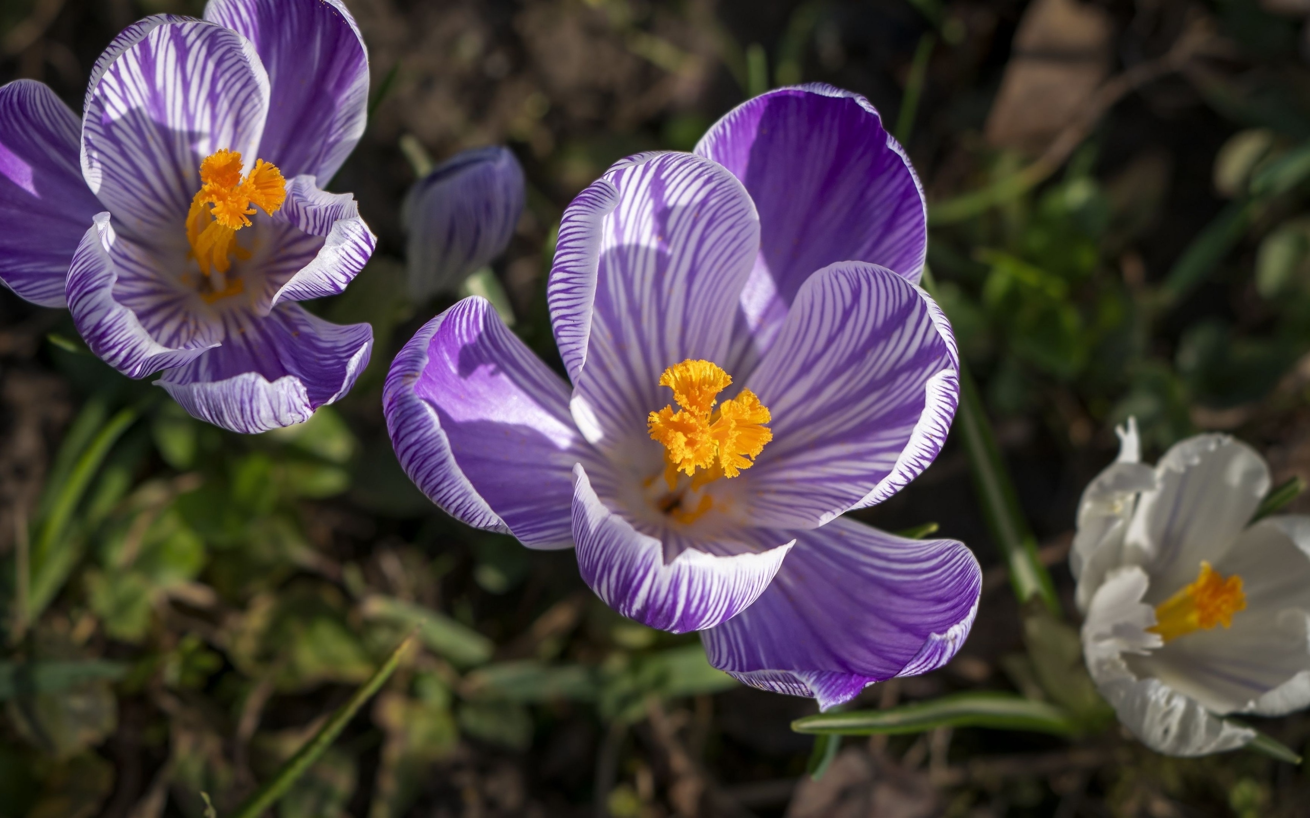 Фиолетовые и белые крокусы в лучах солнца