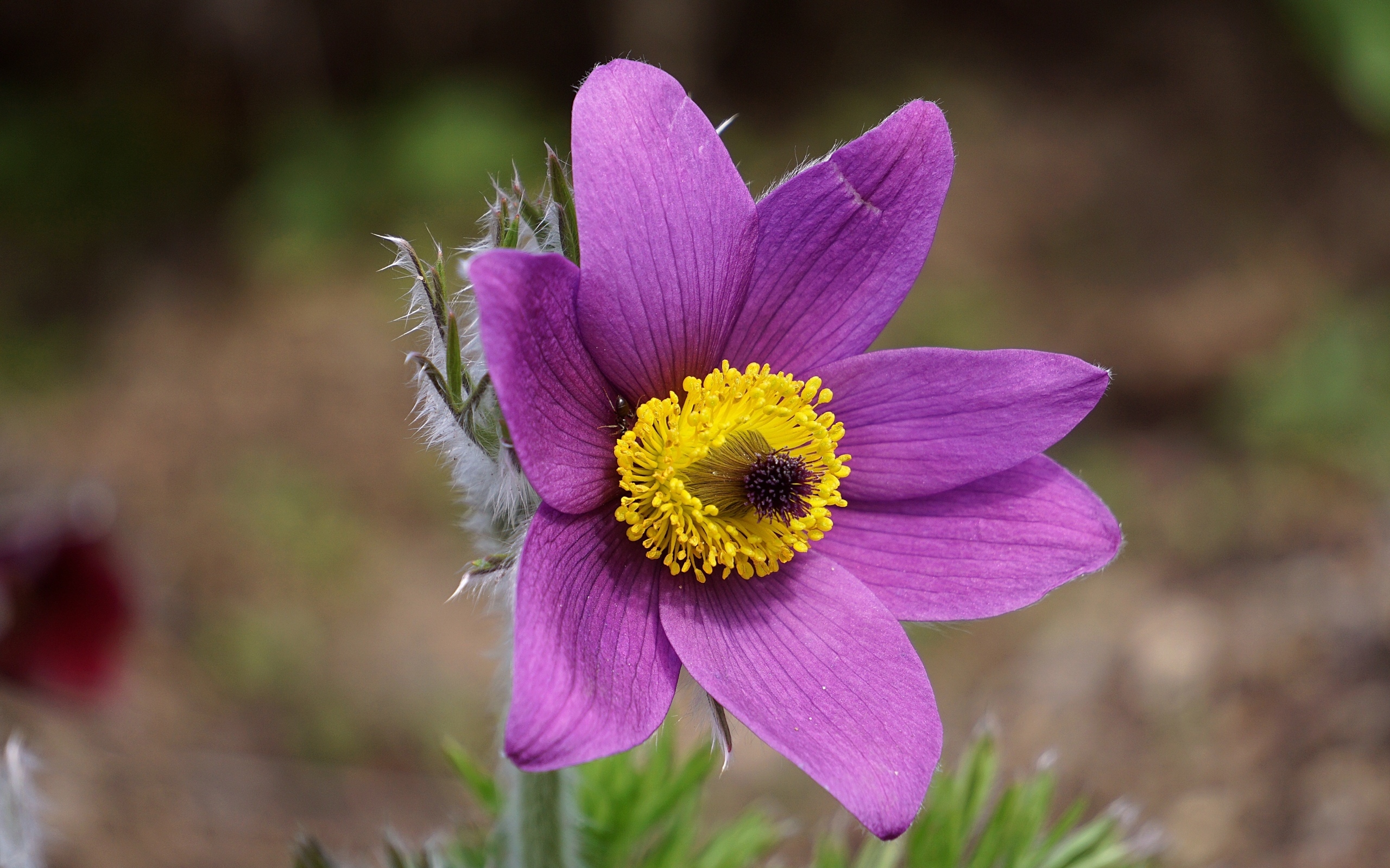 Фиолетовый цветок анемона с желтой серединкой крупным планом на поле