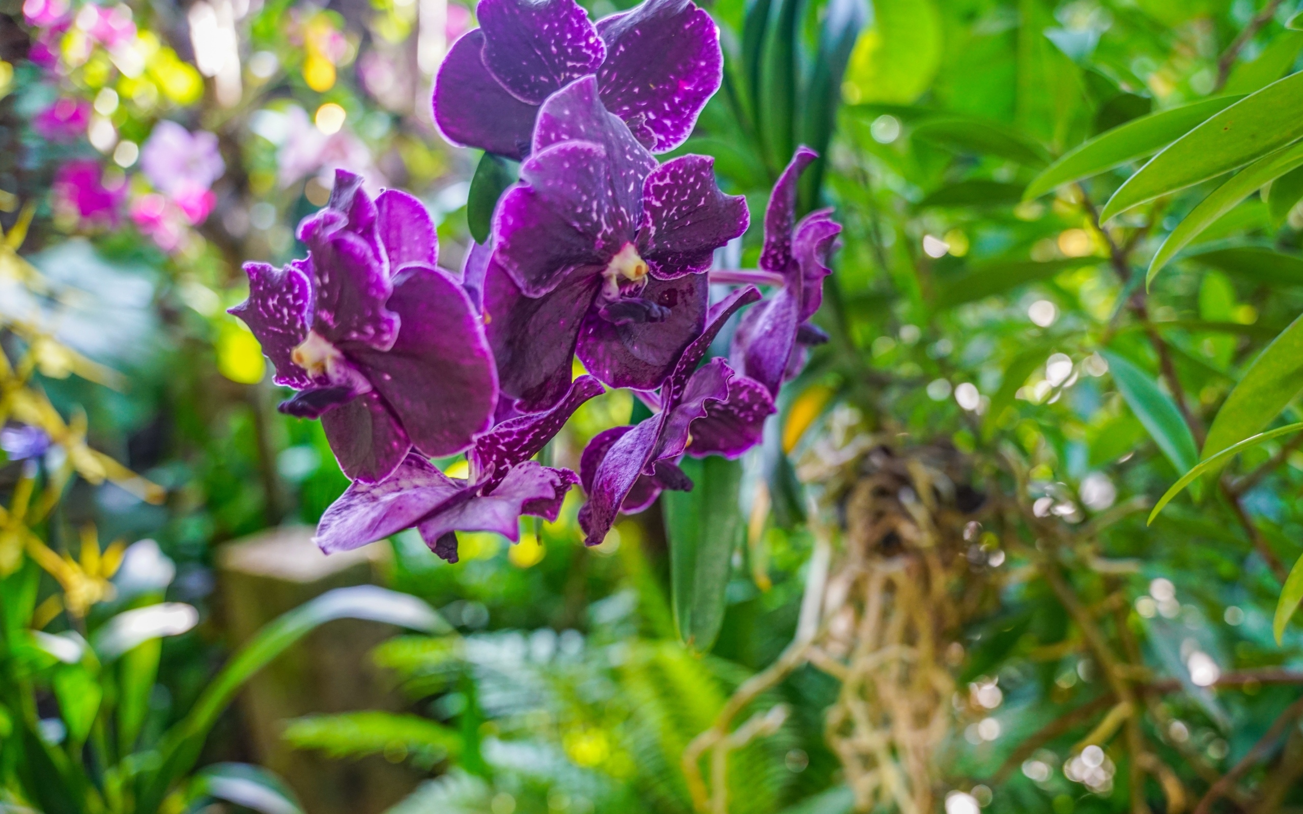 Фиолетовые цветы орхидеи в оранжереи
