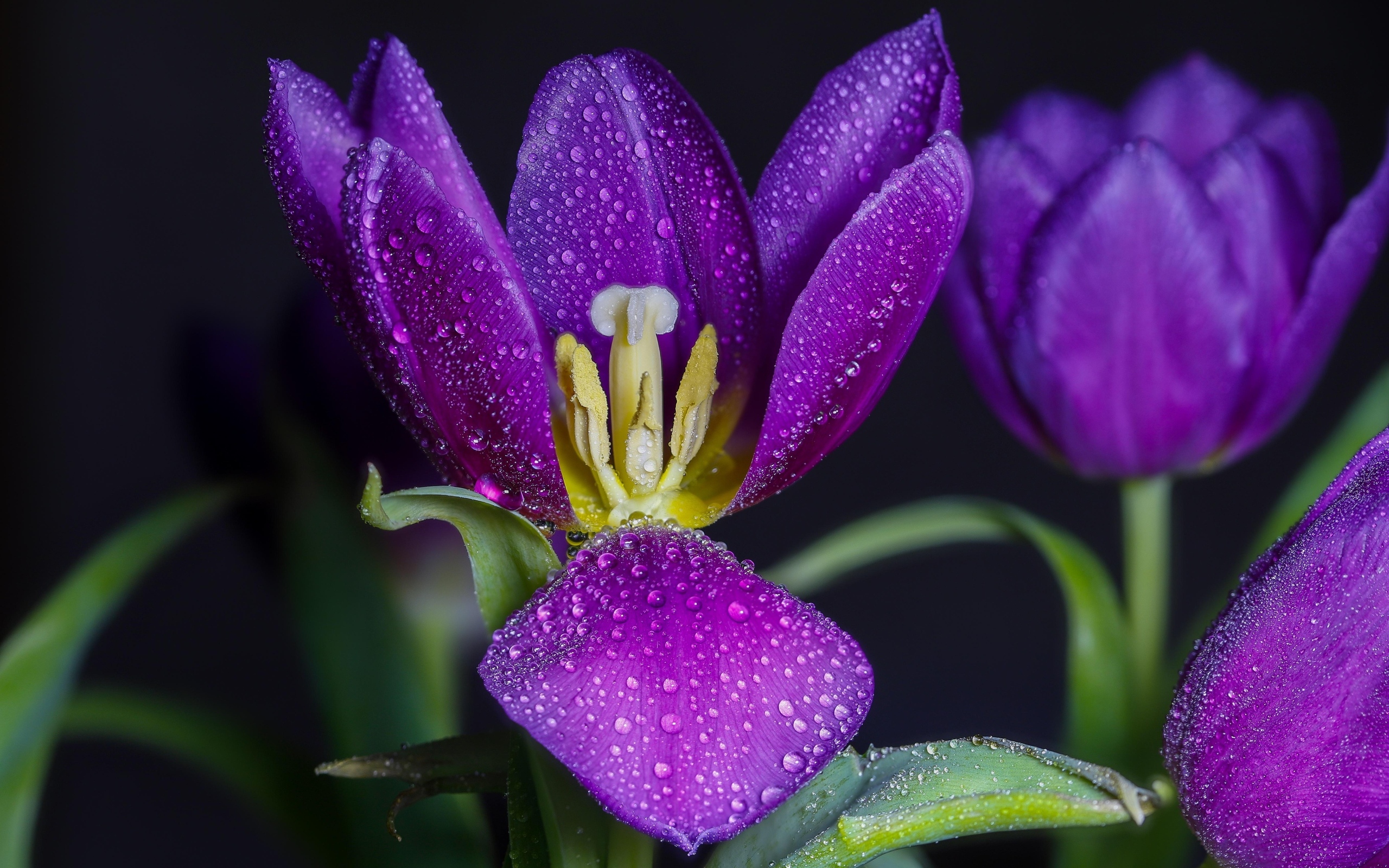 Фиолетовые тюльпаны в каплях воды