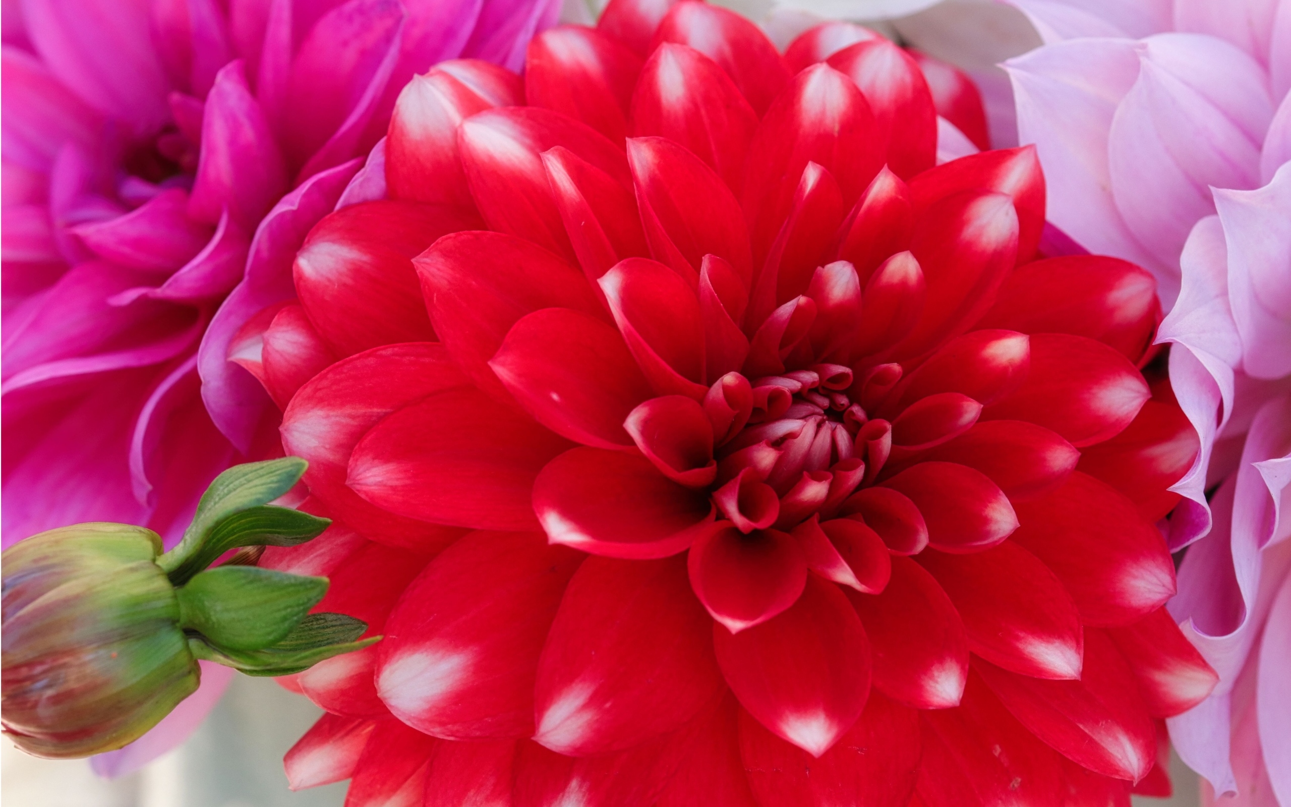 Красный цветок георгина с бутоном крупным планом