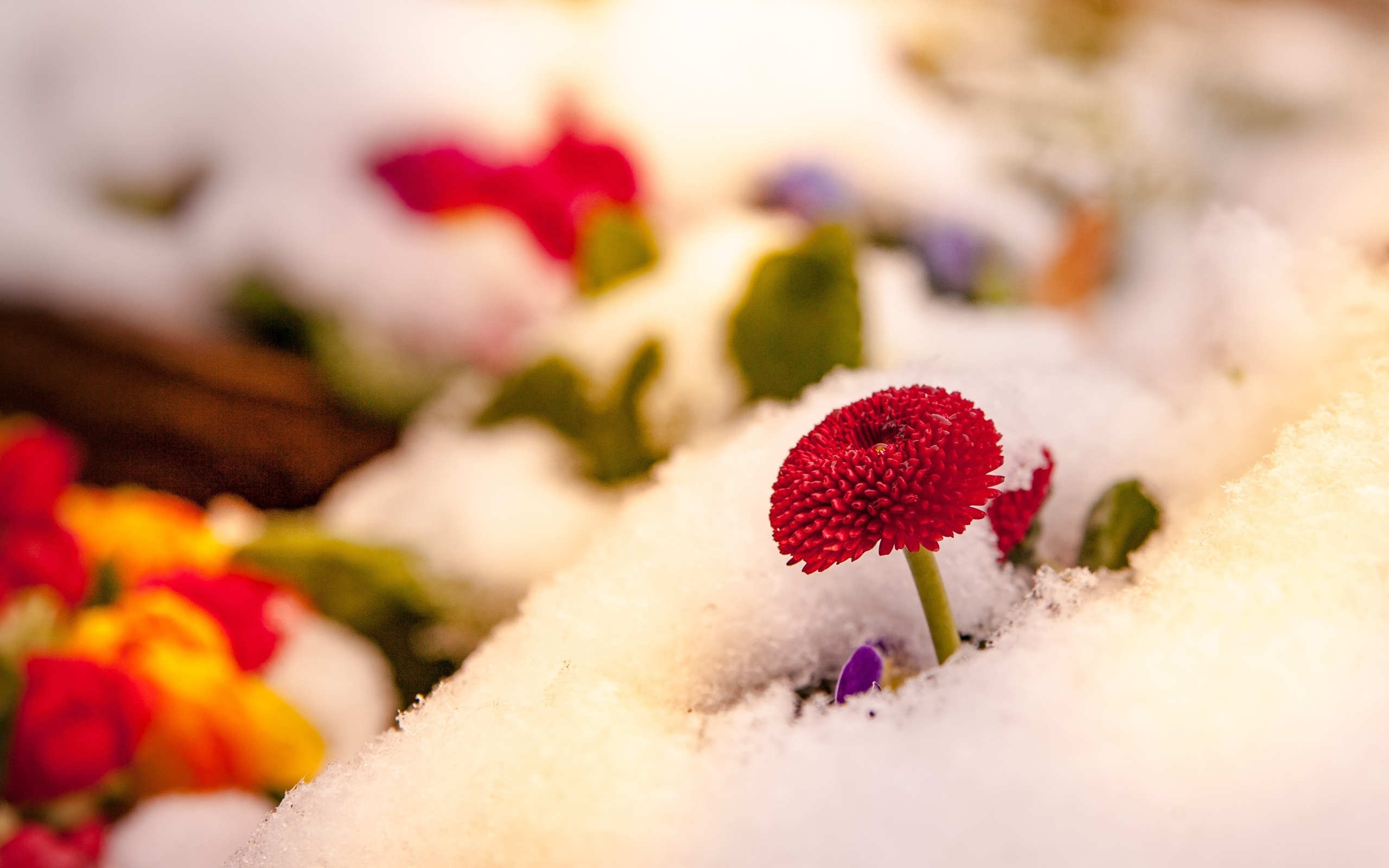 Красный цветок маргаритки под снегом