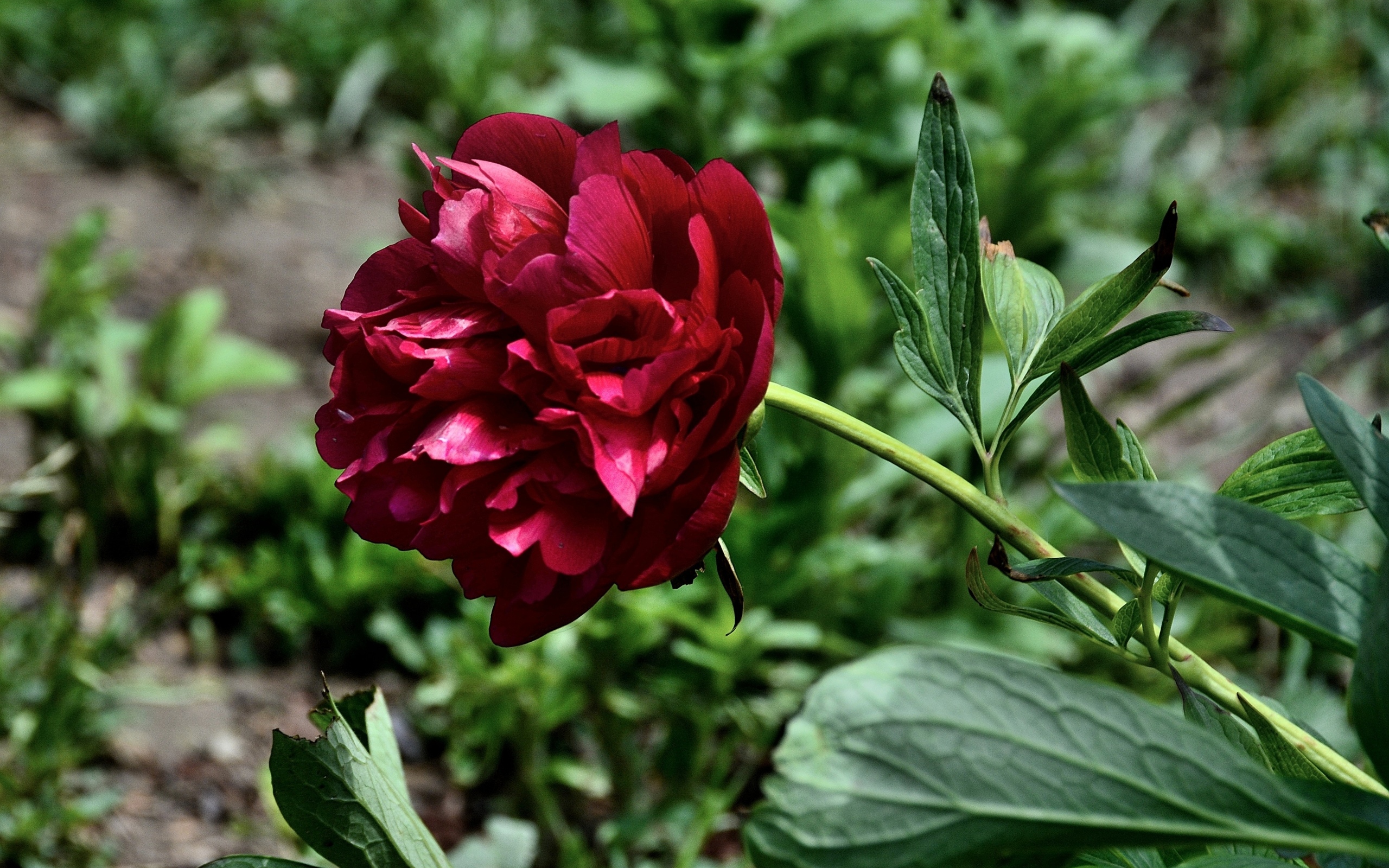 Красный пион с зелеными листьями на клумбе