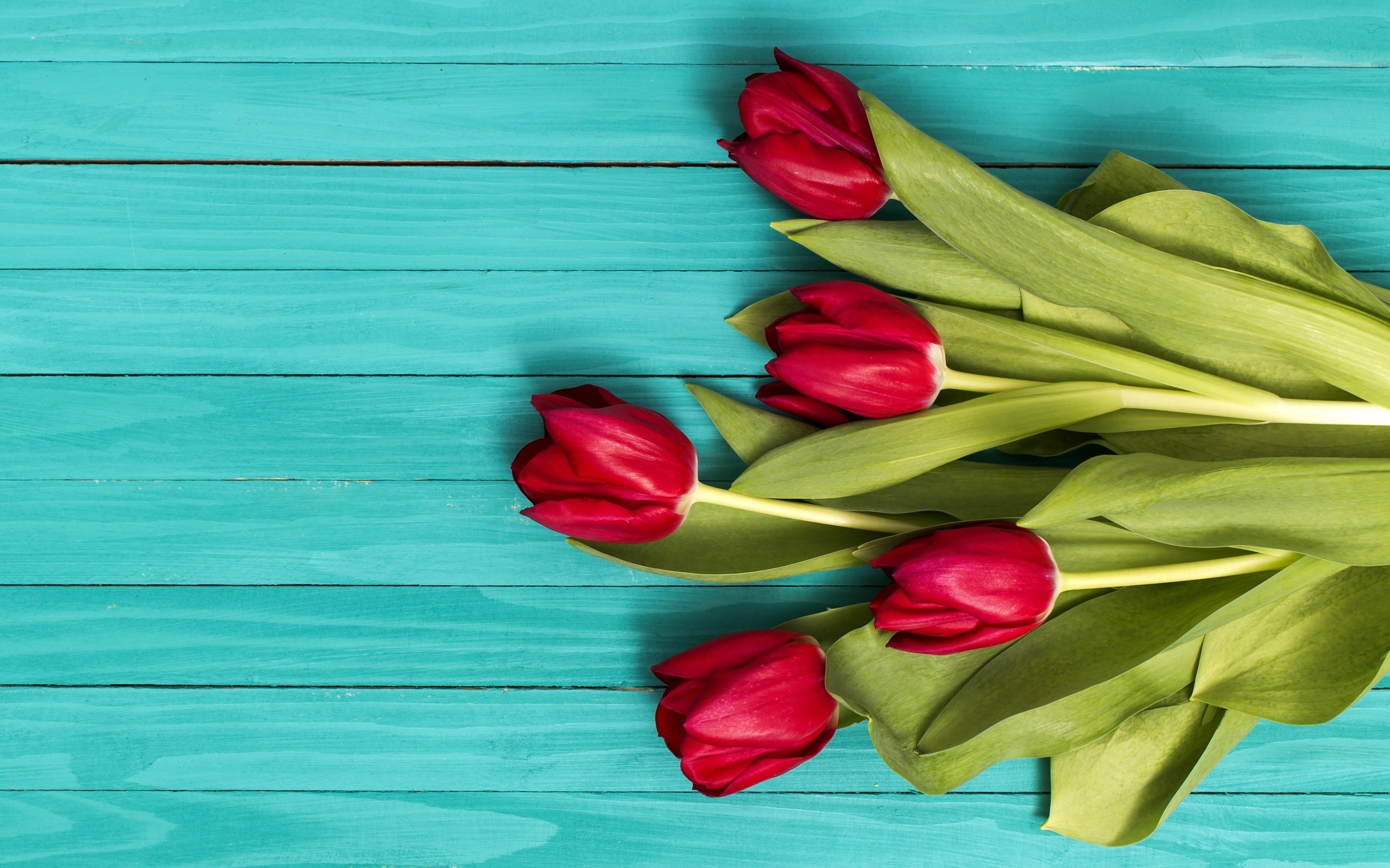 Красные тюльпаны на голубом деревянном фоне