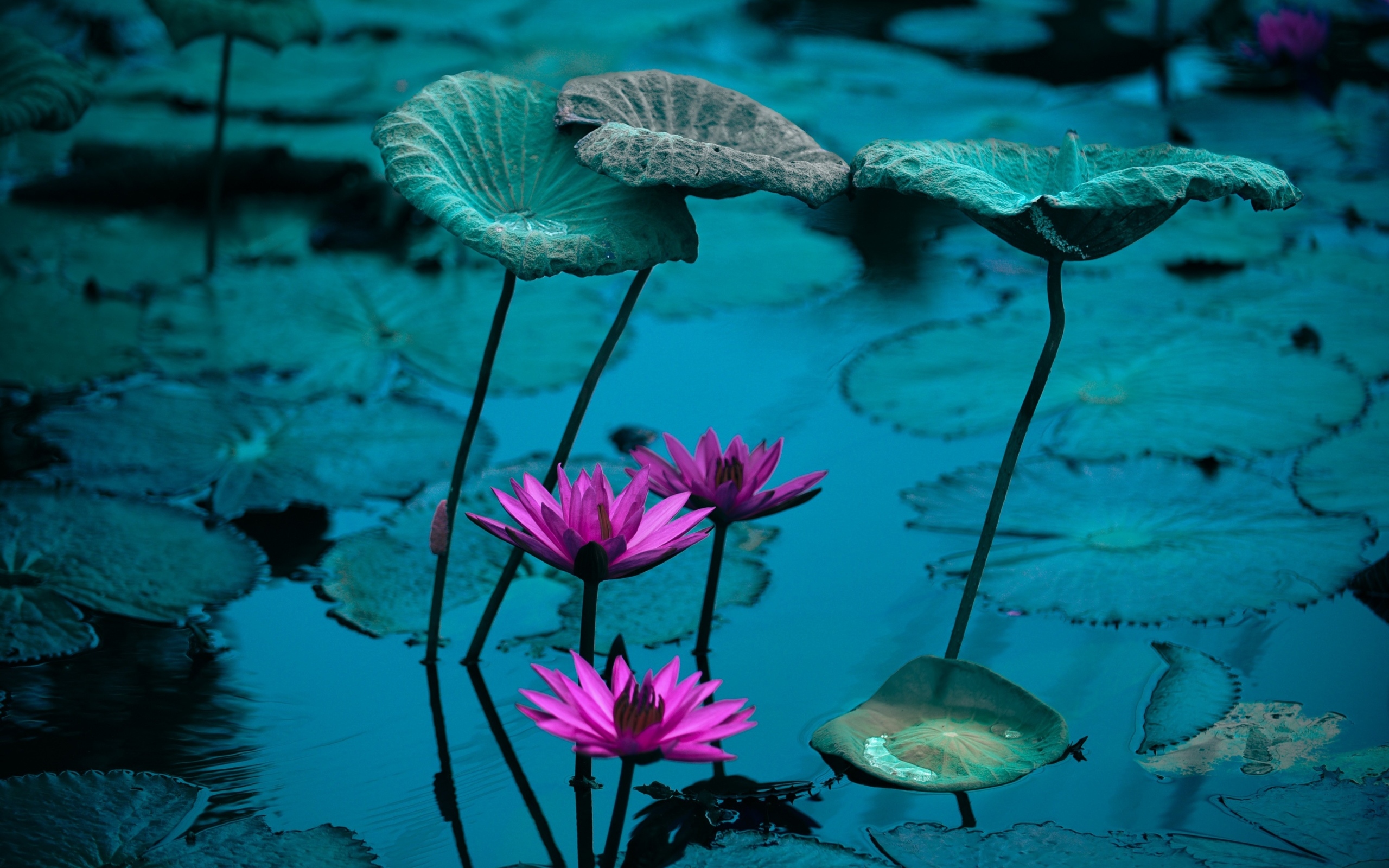 Маленькие розовые цветы лилии в воде с листьями