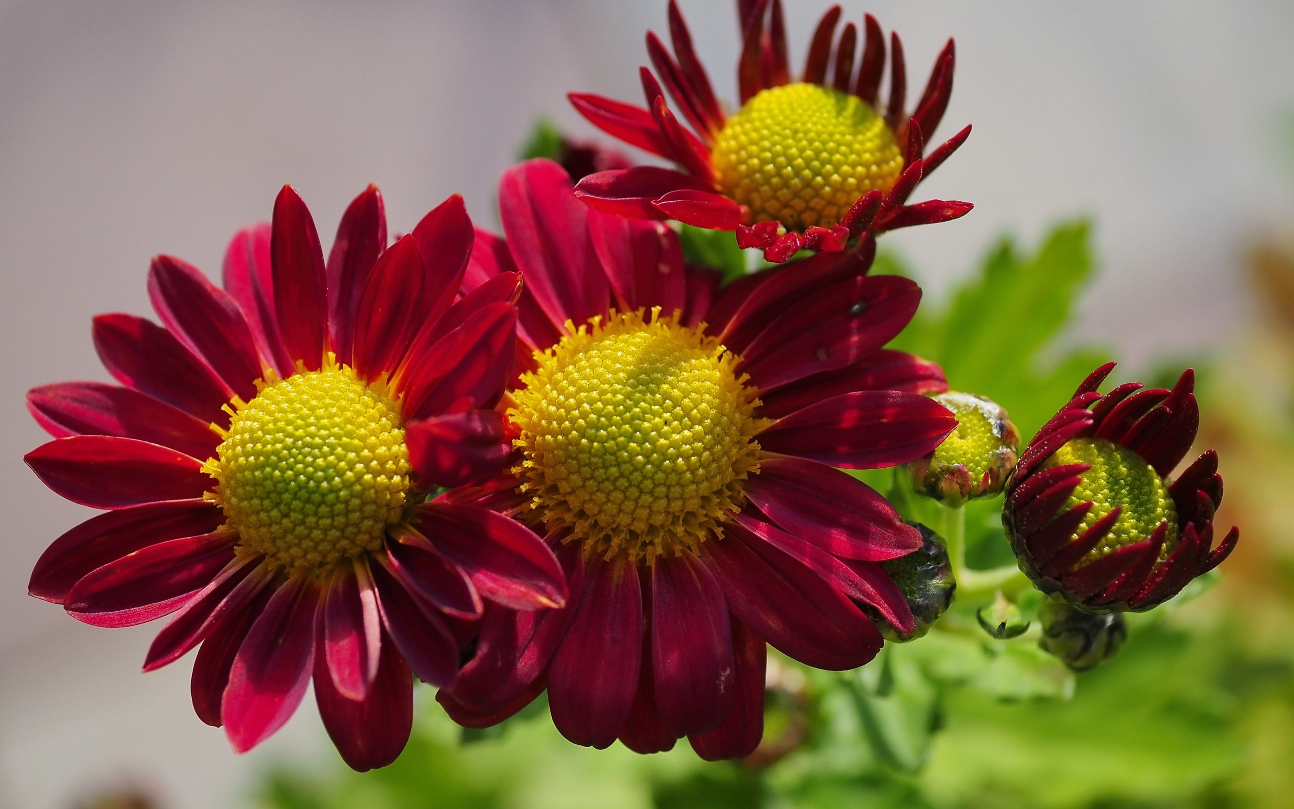 Маленькие красные цветы хризантемы