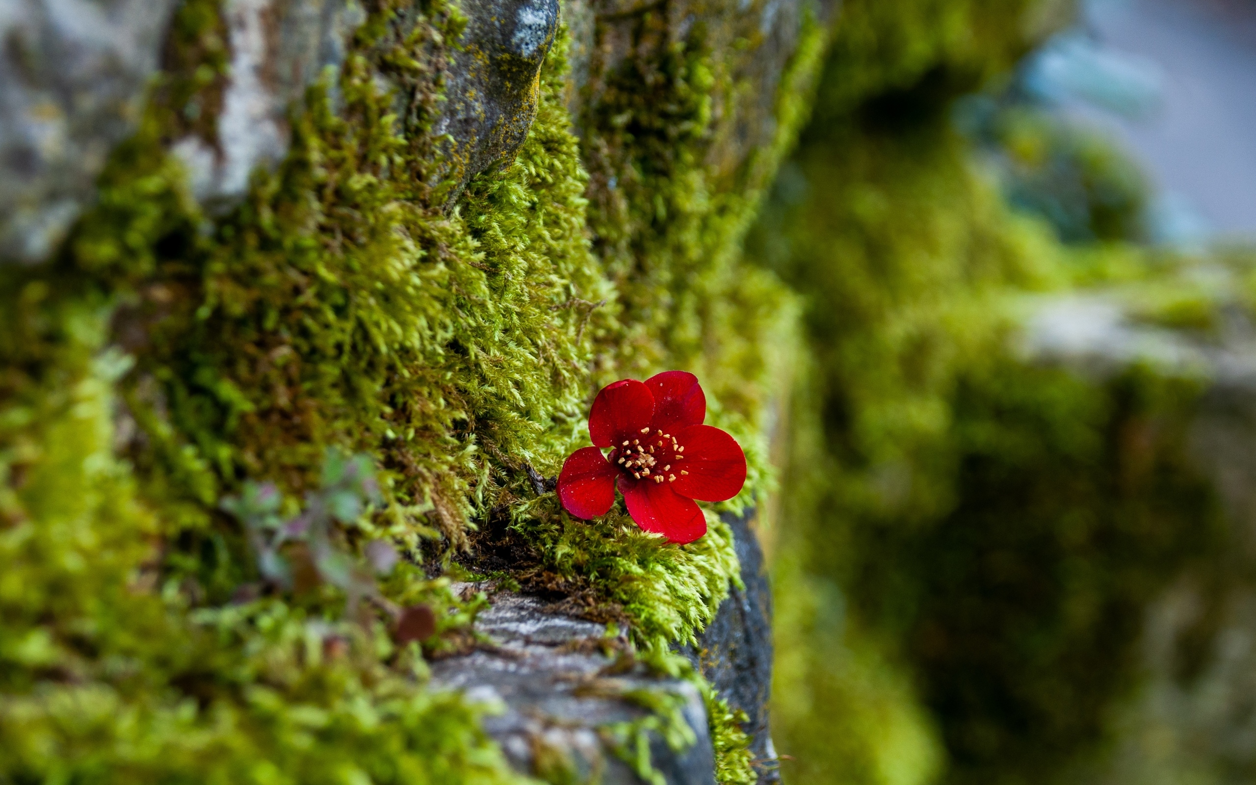 Маленький красный цветок на покрытой мхом поверхности 