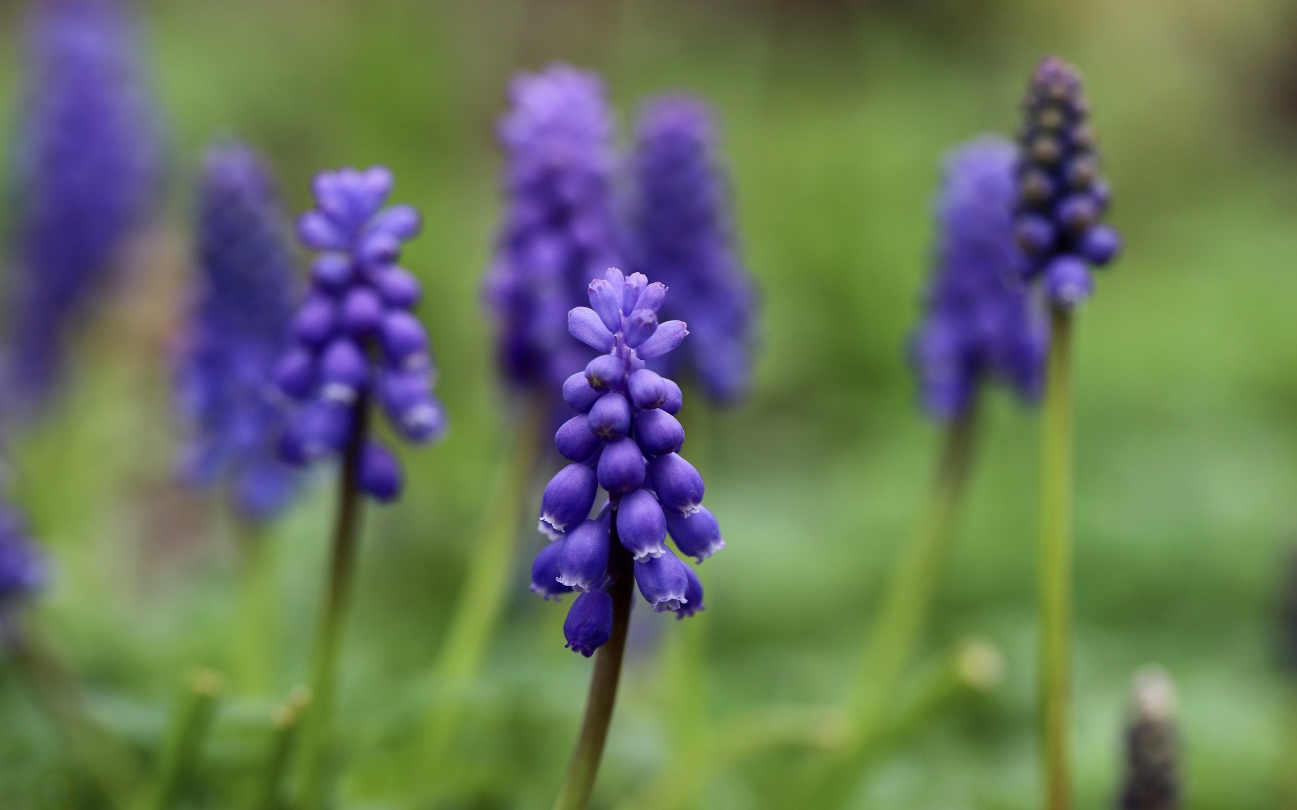 Маленькие весенние цветы мускари на зеленом фоне