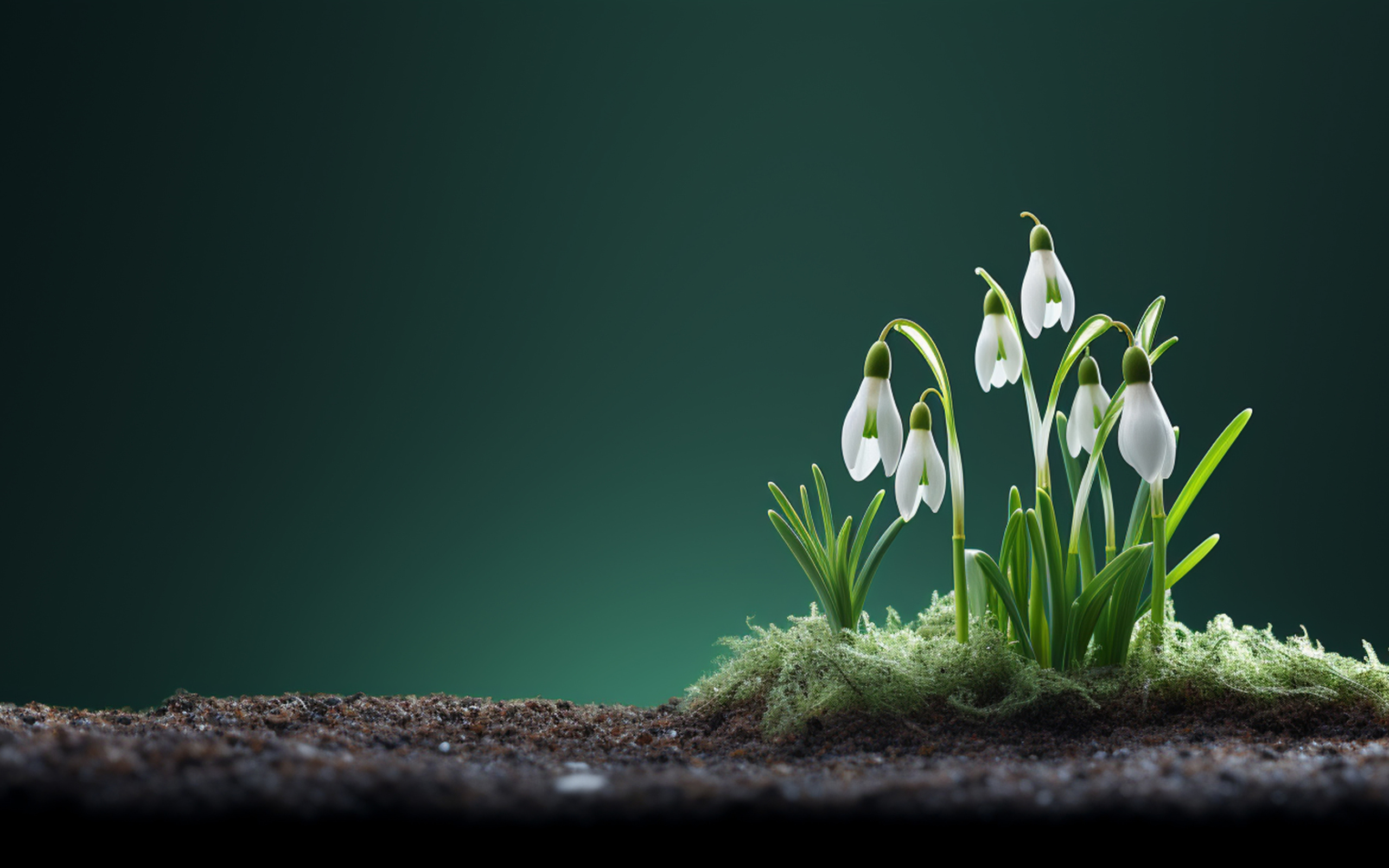 Маленькие белые подснежники на черной земле