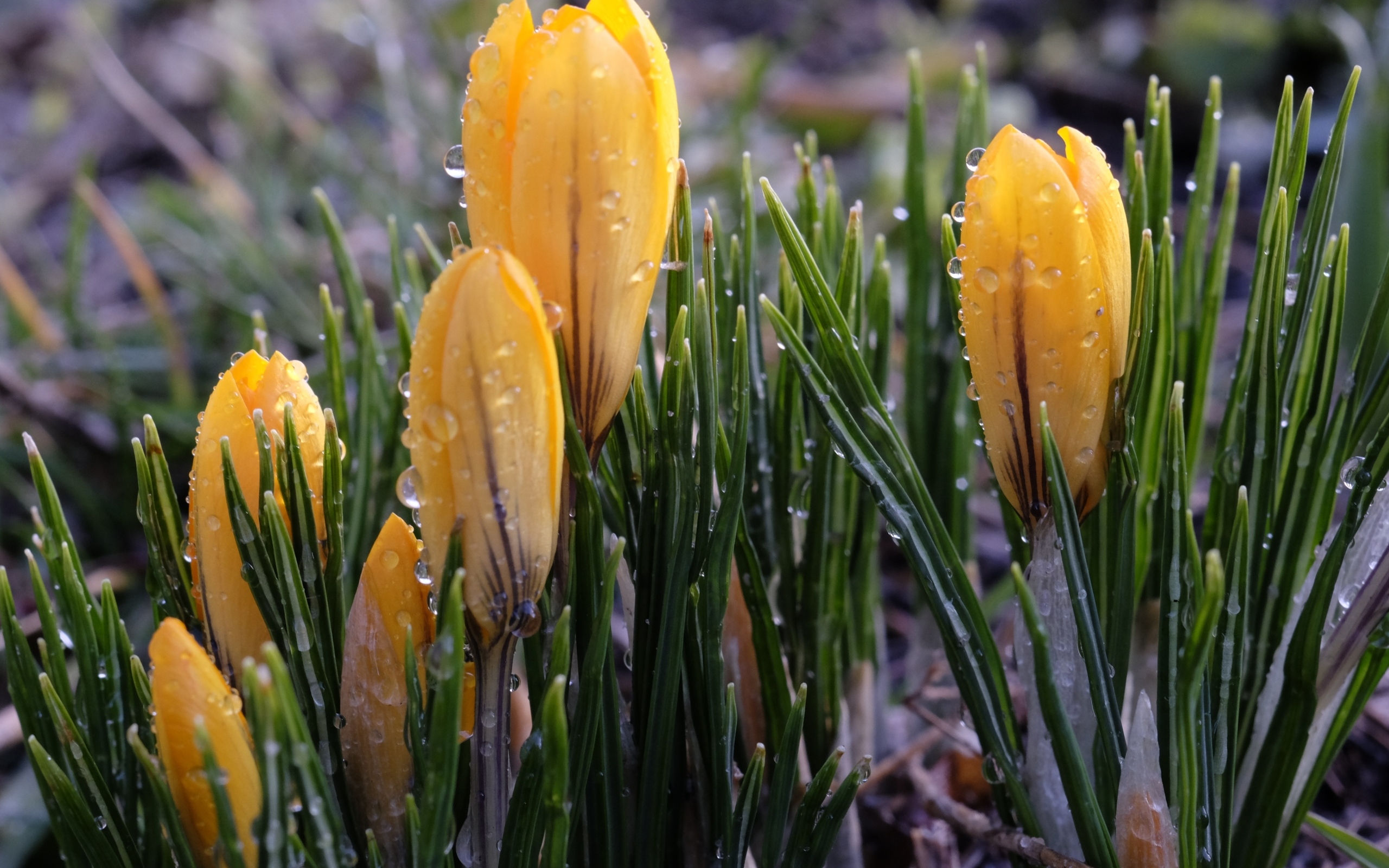 Маленькие желтые крокусы с зелеными листьями в каплях росы