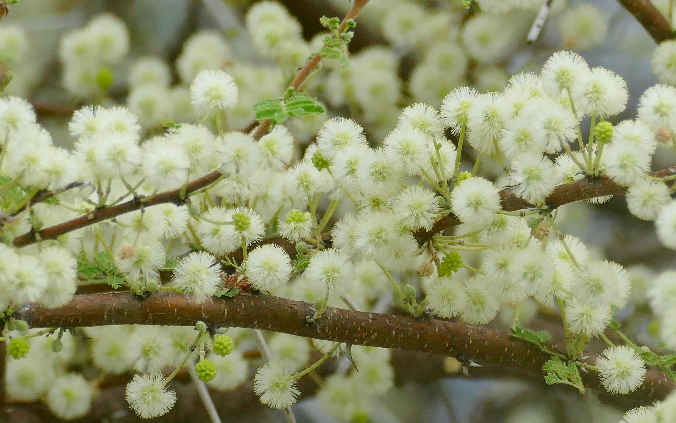 Весенние пушистые цветы на ветках дерева 