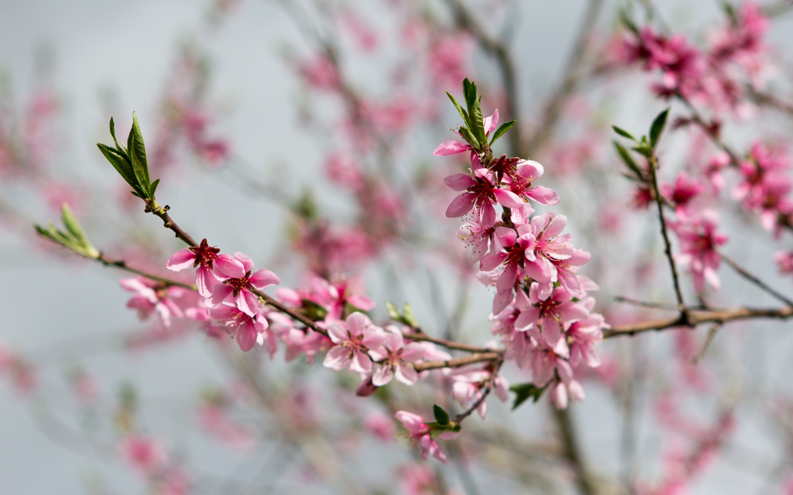 Весенние цветы персика на ветках