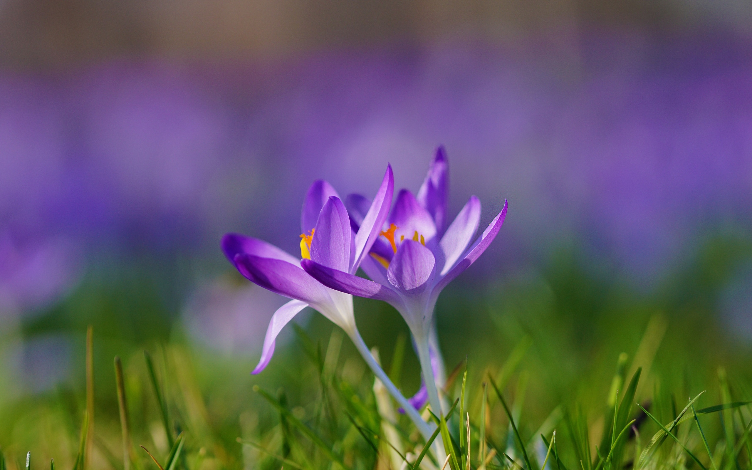 Весенние фиолетовые маленькие первоцветы крокусы