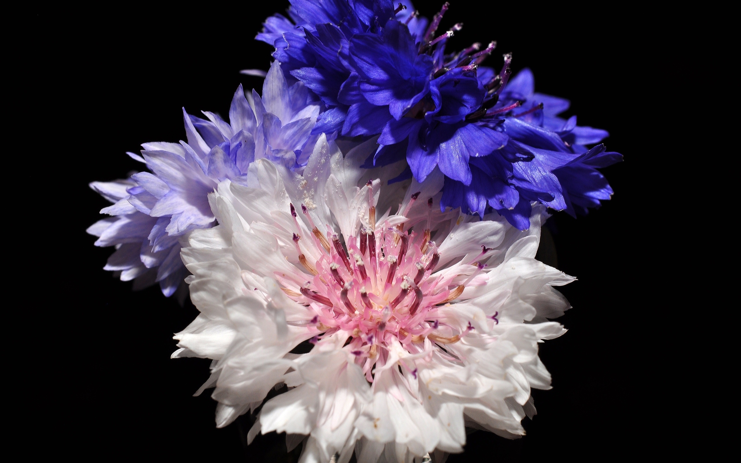 Три разноцветных василька на черном фоне