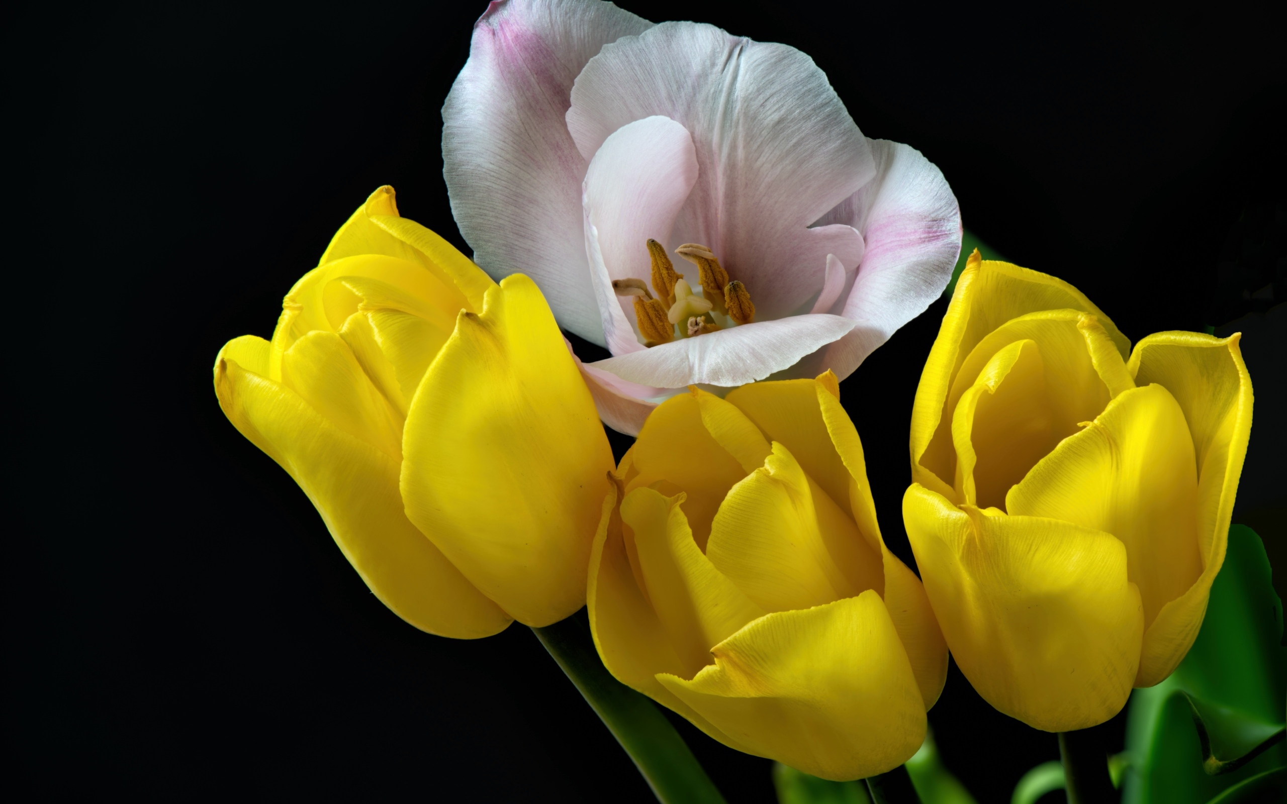 Три желтых тюльпана и один розовый на черном фоне
