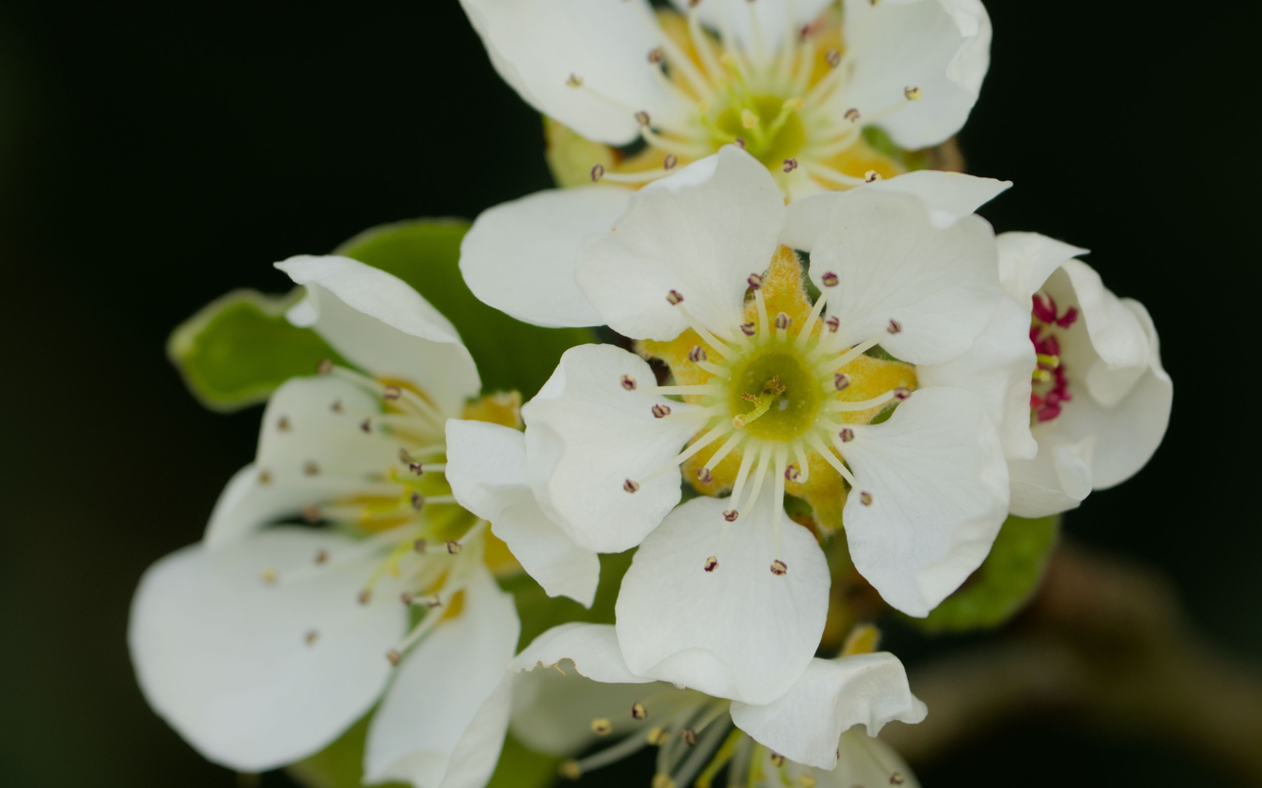 Белые цветы яблони крупным планом на черном фоне
