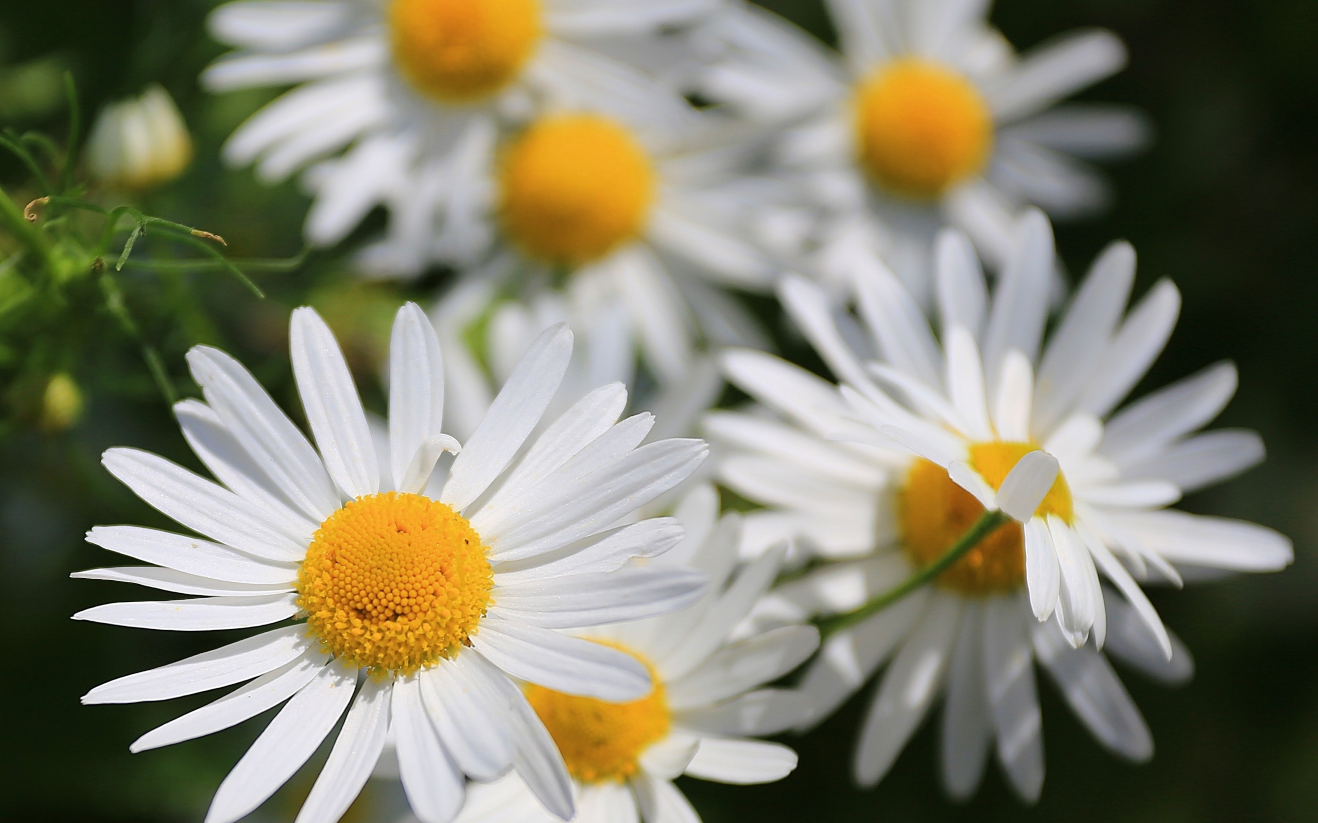 Белые цветы ромашки крупным планом