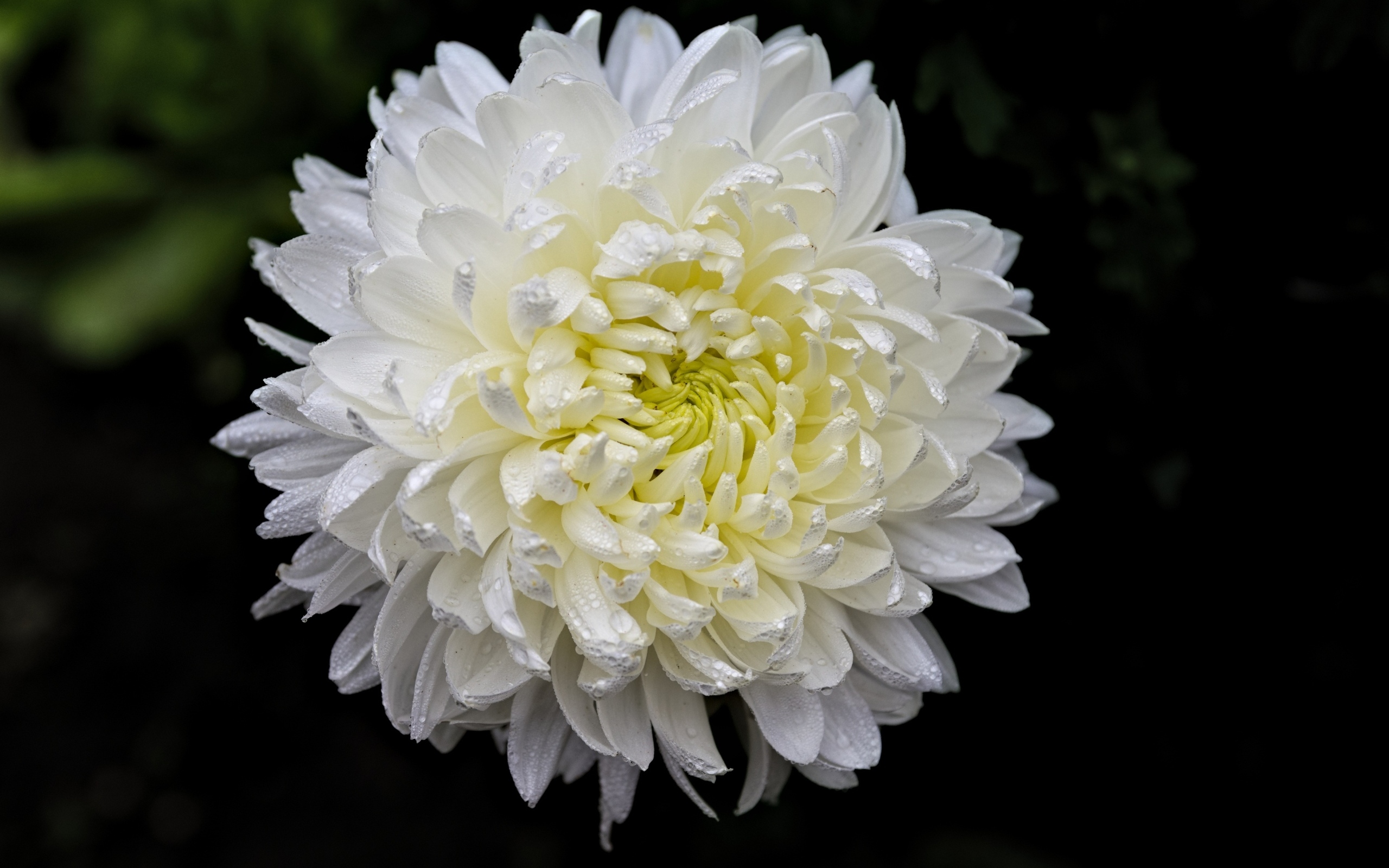 Белый цветок хризантемы в каплях росы