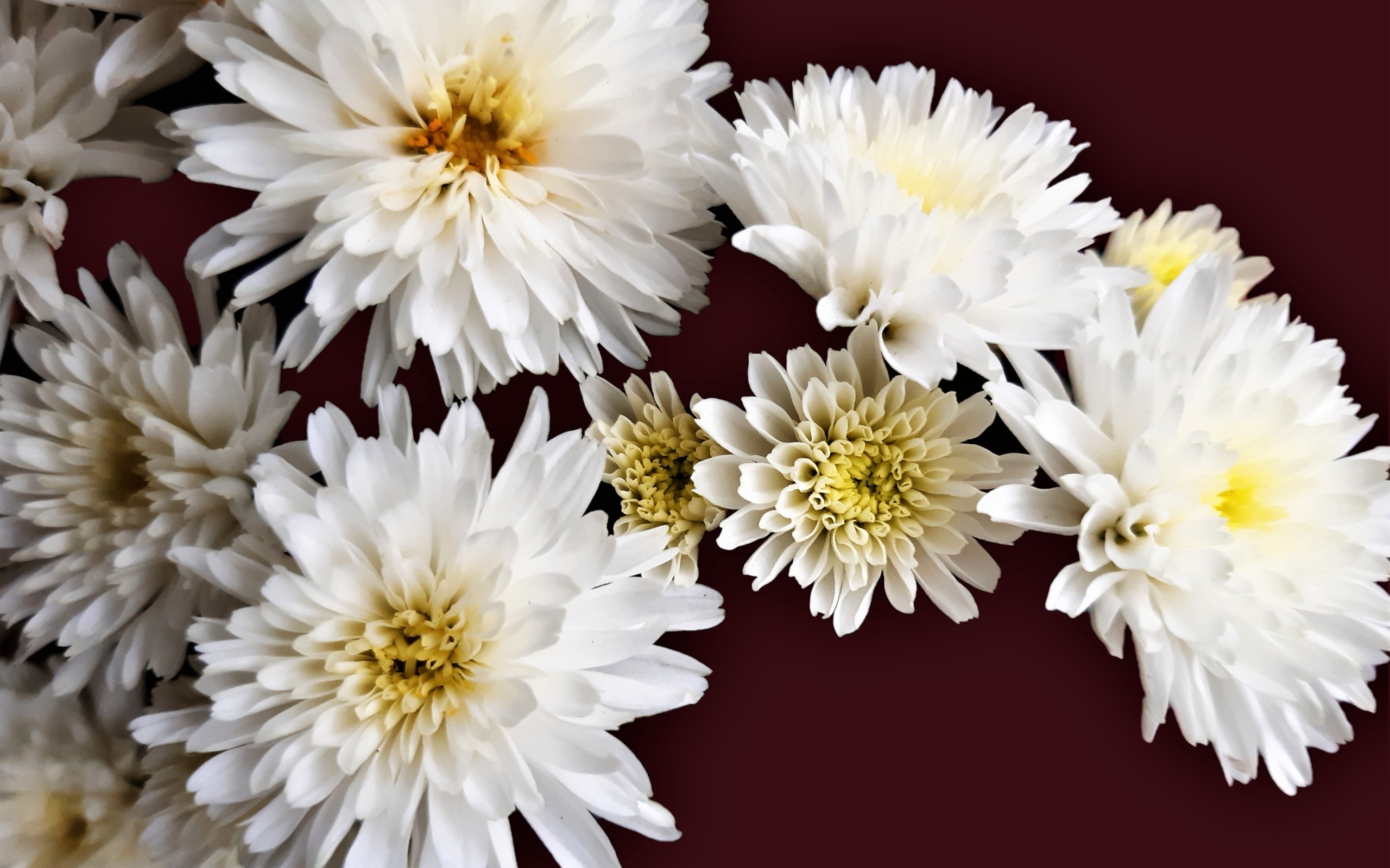 Белые цветы хризантемы на коричневом фоне