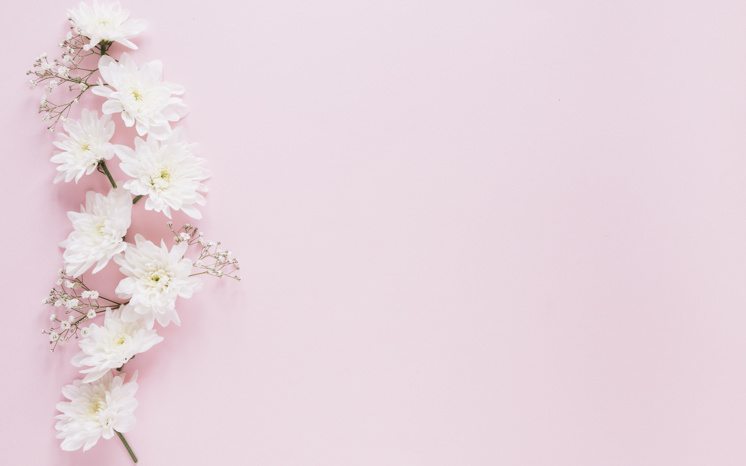 Белые хризантемы с гипсофилой на розовом фоне