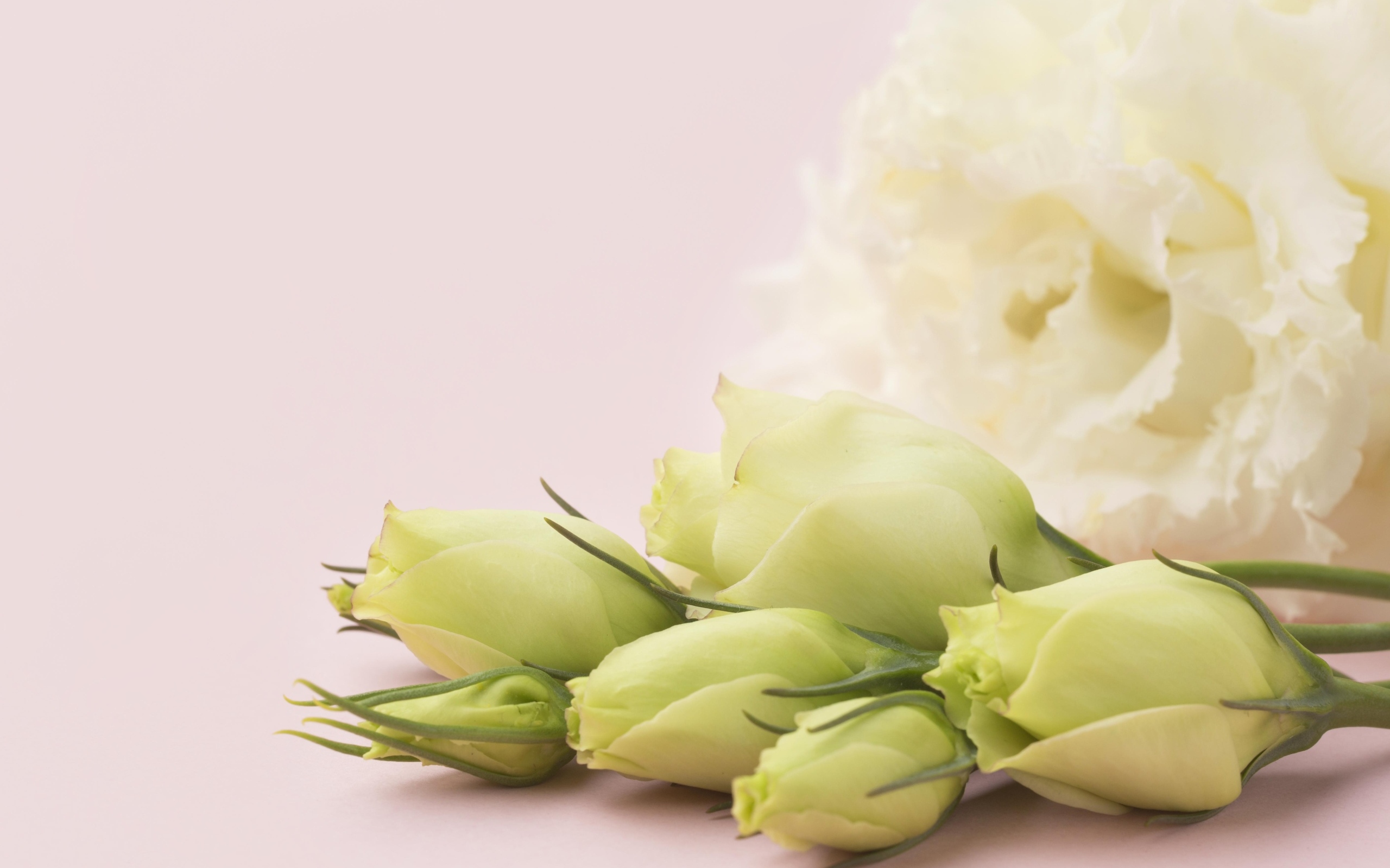 Белые цветы эустомы на розовом фоне крупным планом